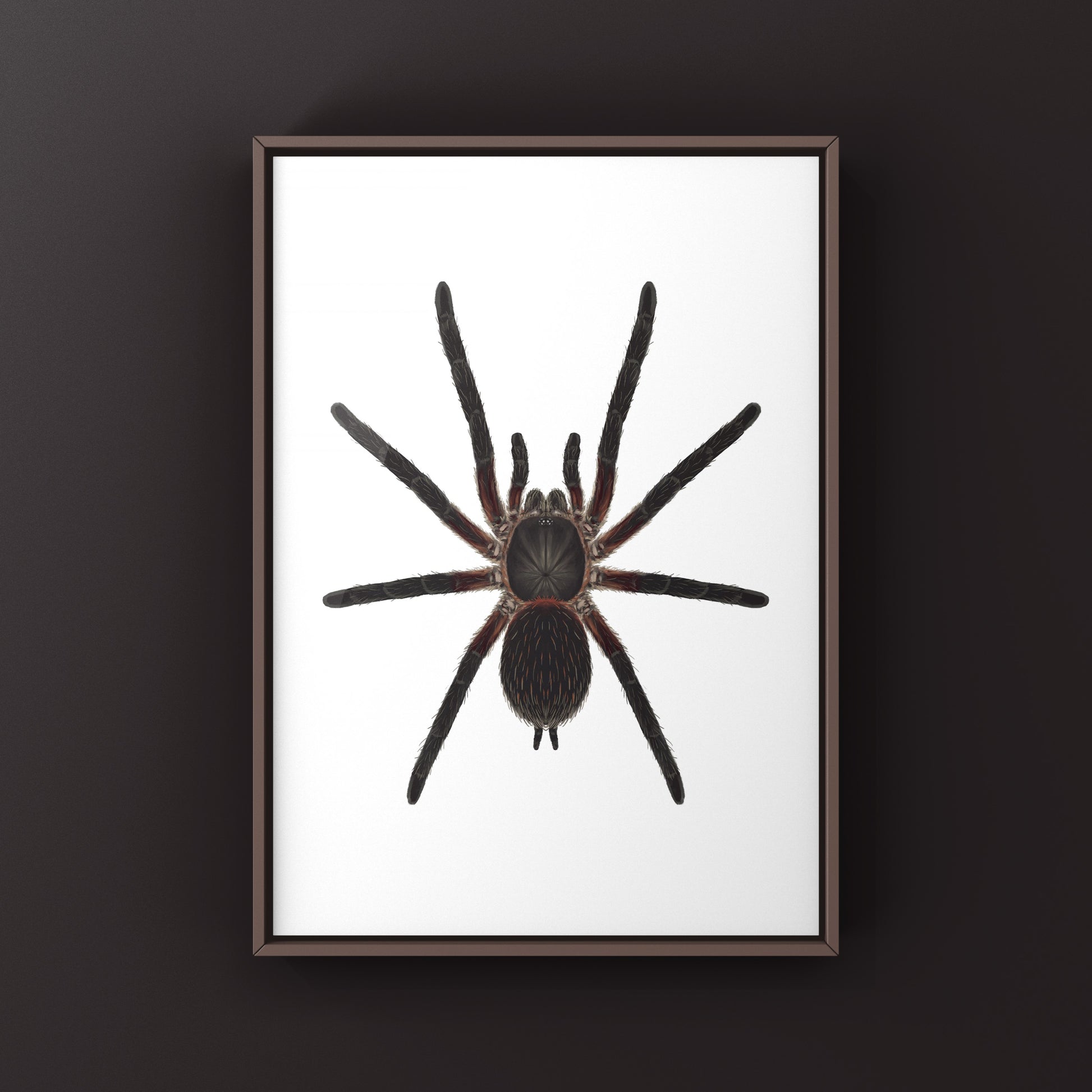 Black Dwarf Beauty Tarantula, Dolichothele Mineirum, Photographic Art Print from The Silk Ranch