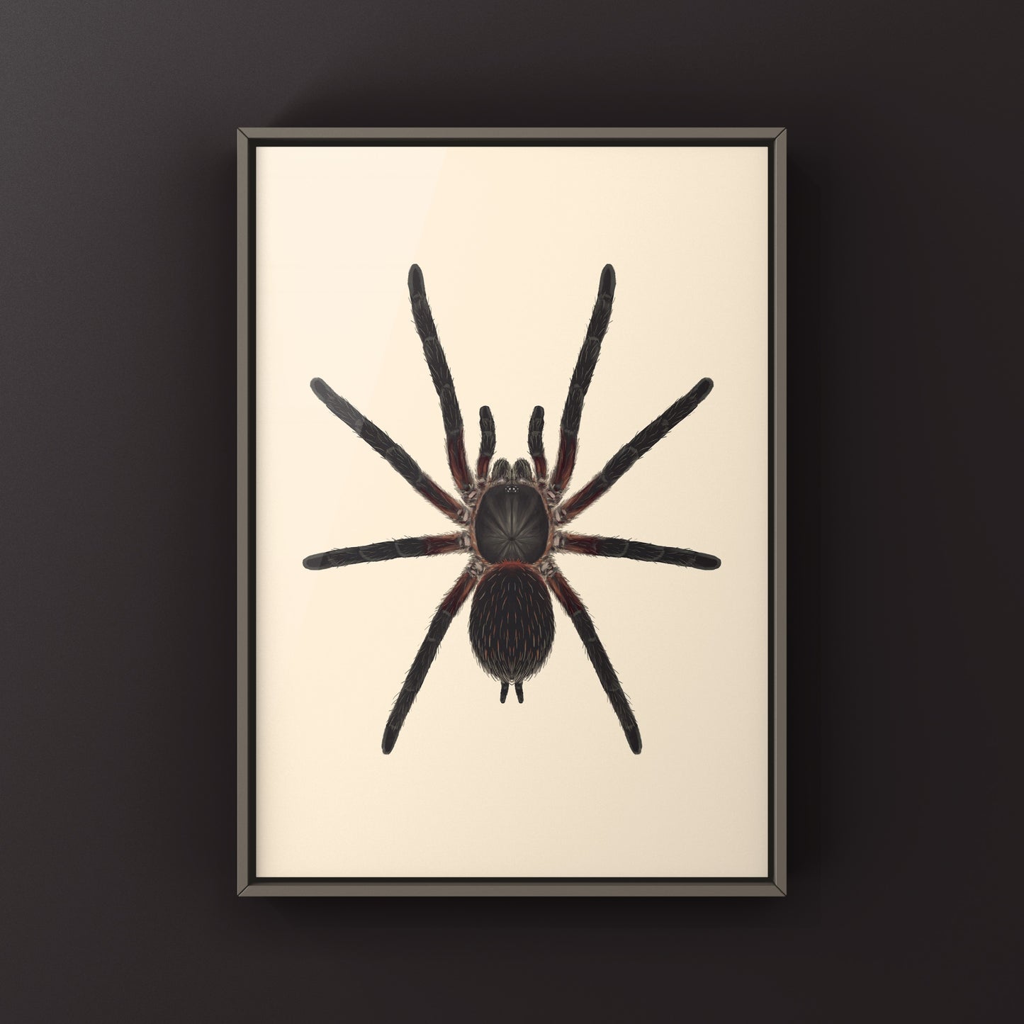 Black Dwarf Beauty Tarantula, Dolichothele Mineirum, Photographic Art Print from The Silk Ranch