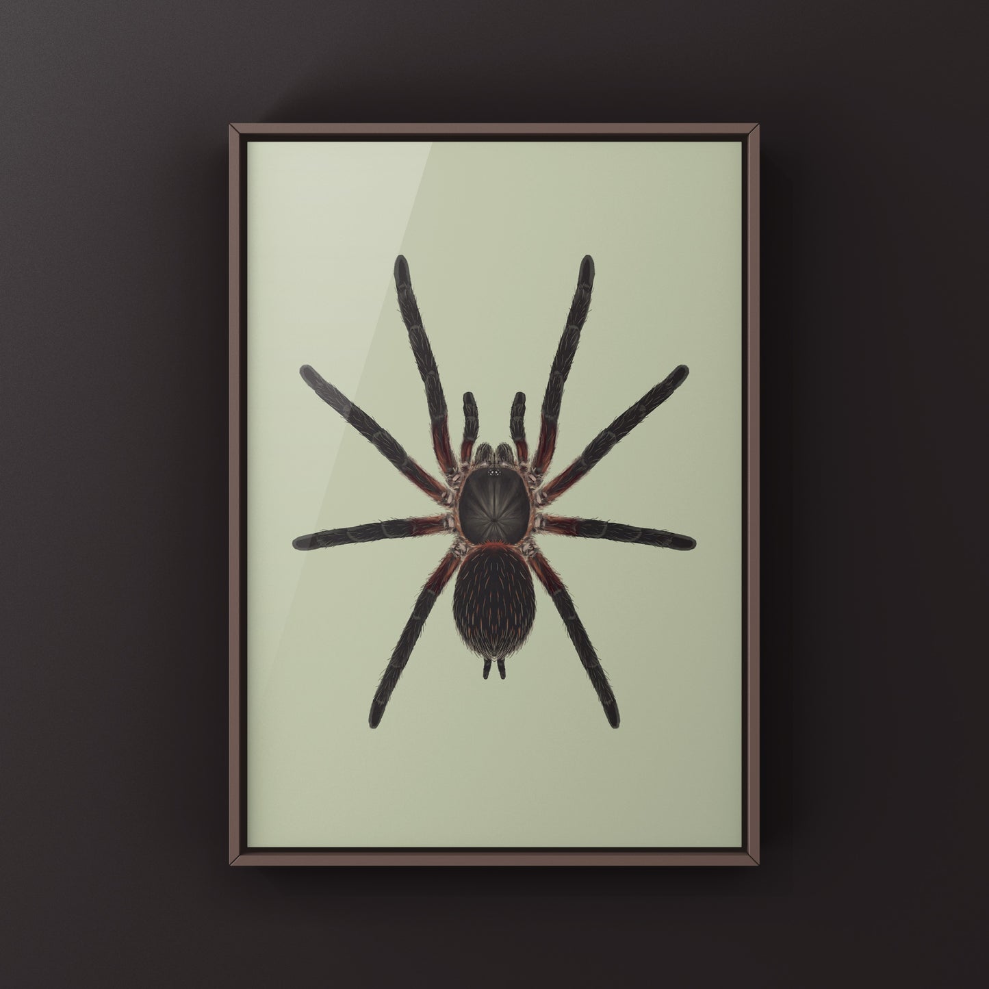 Black Dwarf Beauty Tarantula, Dolichothele Mineirum, Photographic Art Print from The Silk Ranch