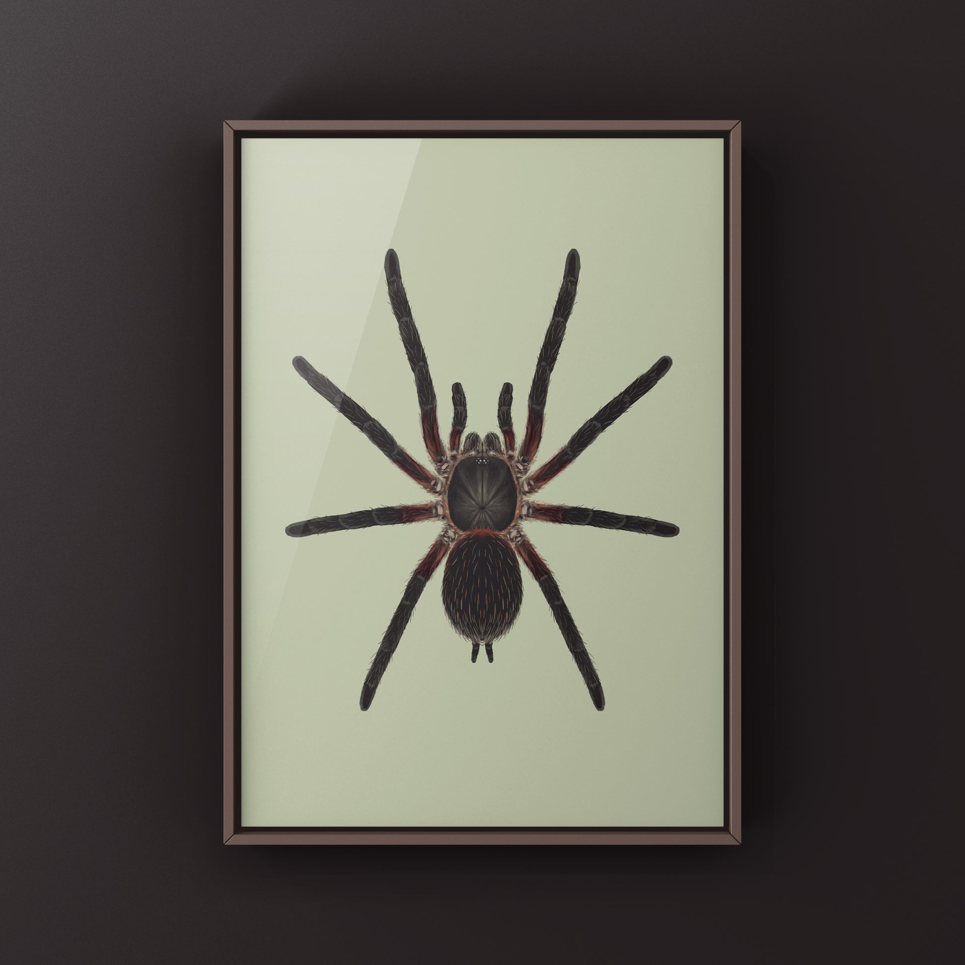 Black Dwarf Beauty Tarantula, Dolichothele Mineirum, Photographic Art Print from The Silk Ranch