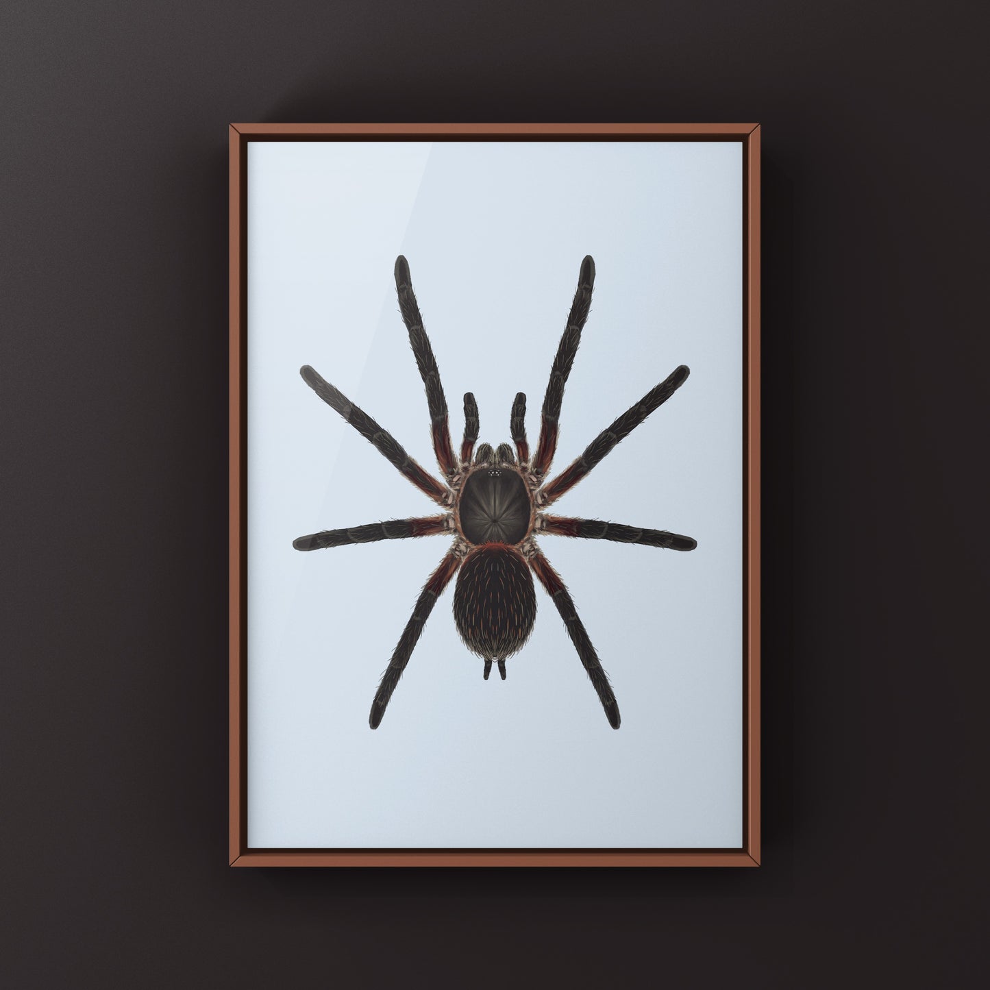 Black Dwarf Beauty Tarantula, Dolichothele Mineirum, Photographic Art Print from The Silk Ranch