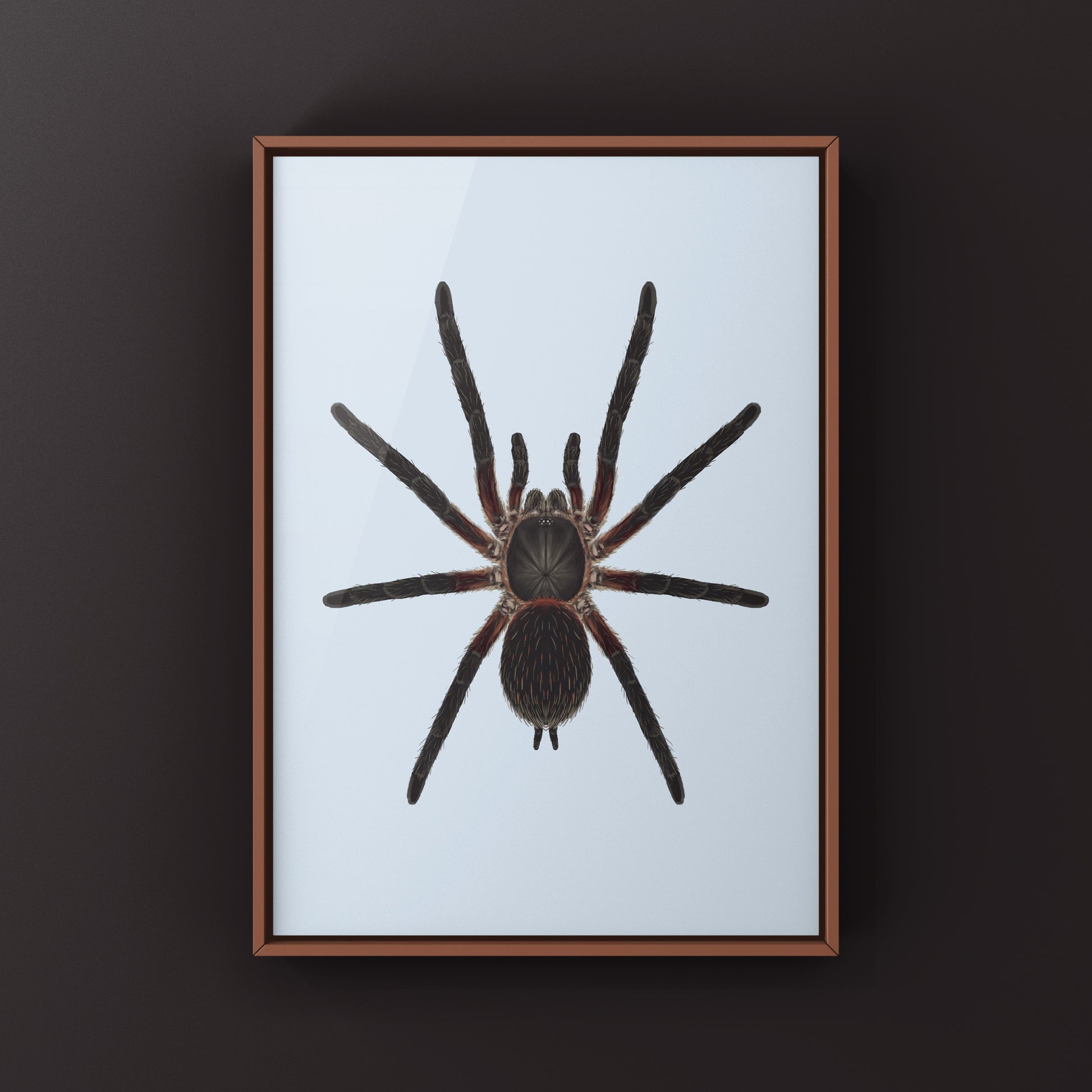 Black Dwarf Beauty Tarantula, Dolichothele Mineirum, Photographic Art Print from The Silk Ranch