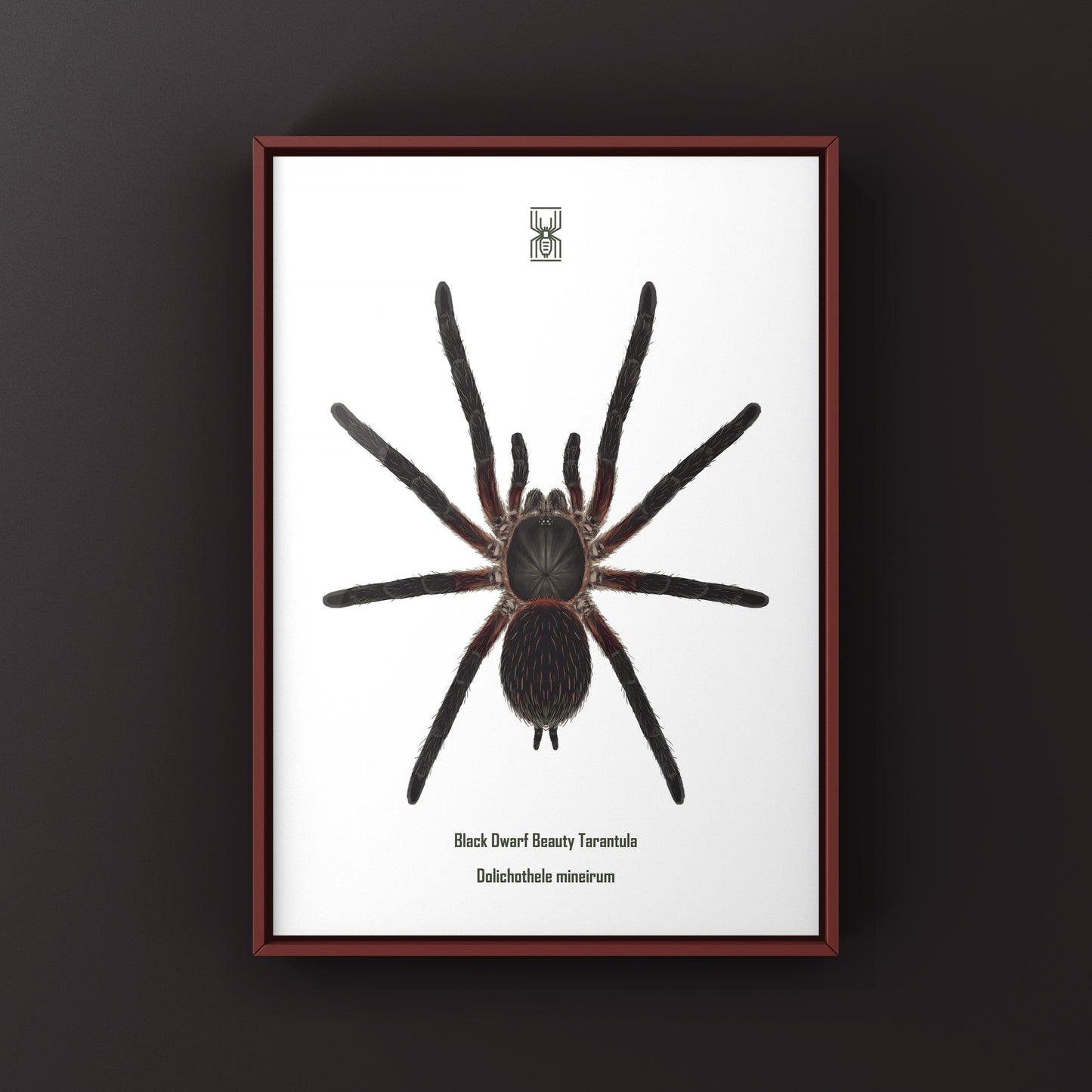 Black Dwarf Beauty Tarantula, Dolichothele Mineirum, Photographic Art Print from The Silk Ranch