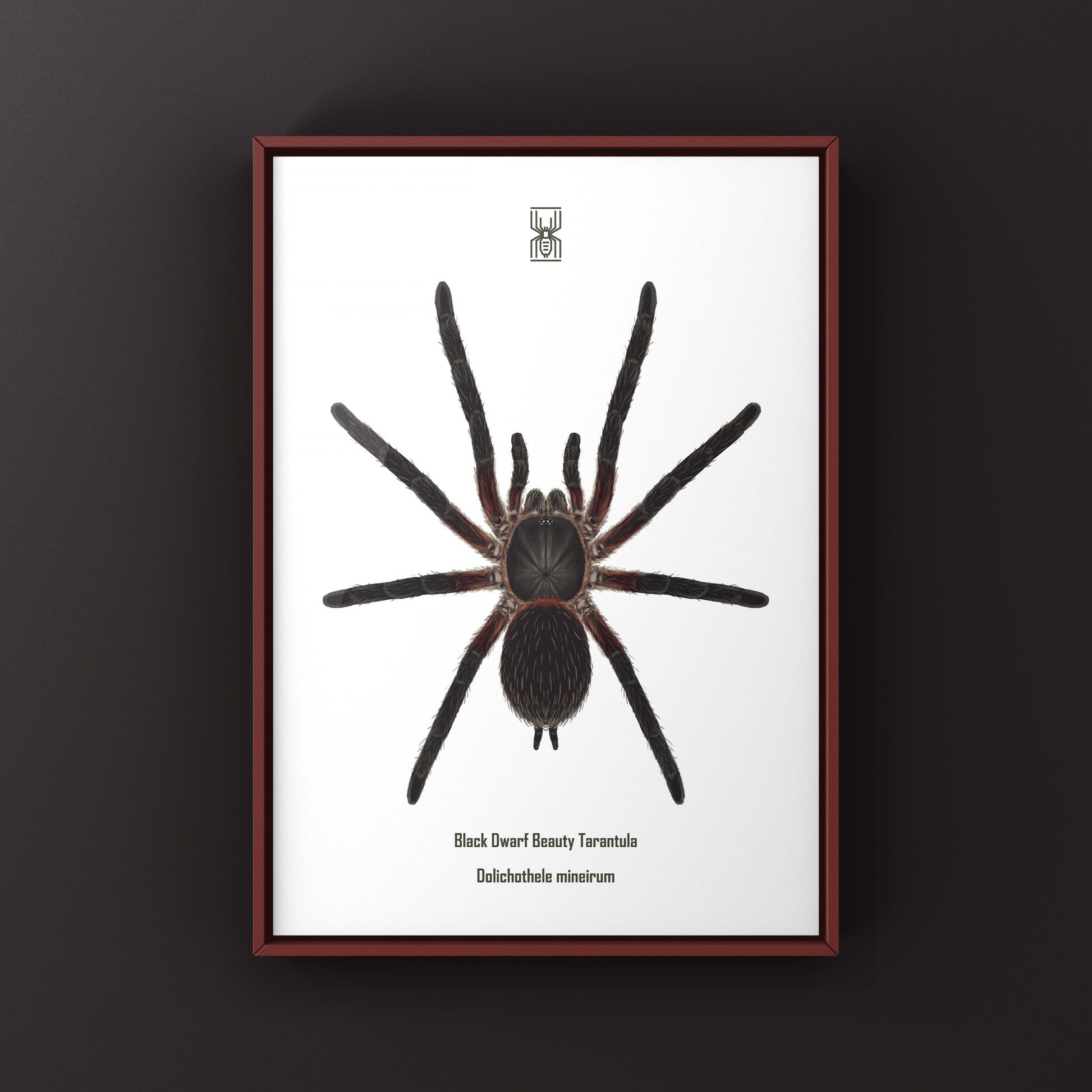 Black Dwarf Beauty Tarantula, Dolichothele Mineirum, Photographic Art Print from The Silk Ranch