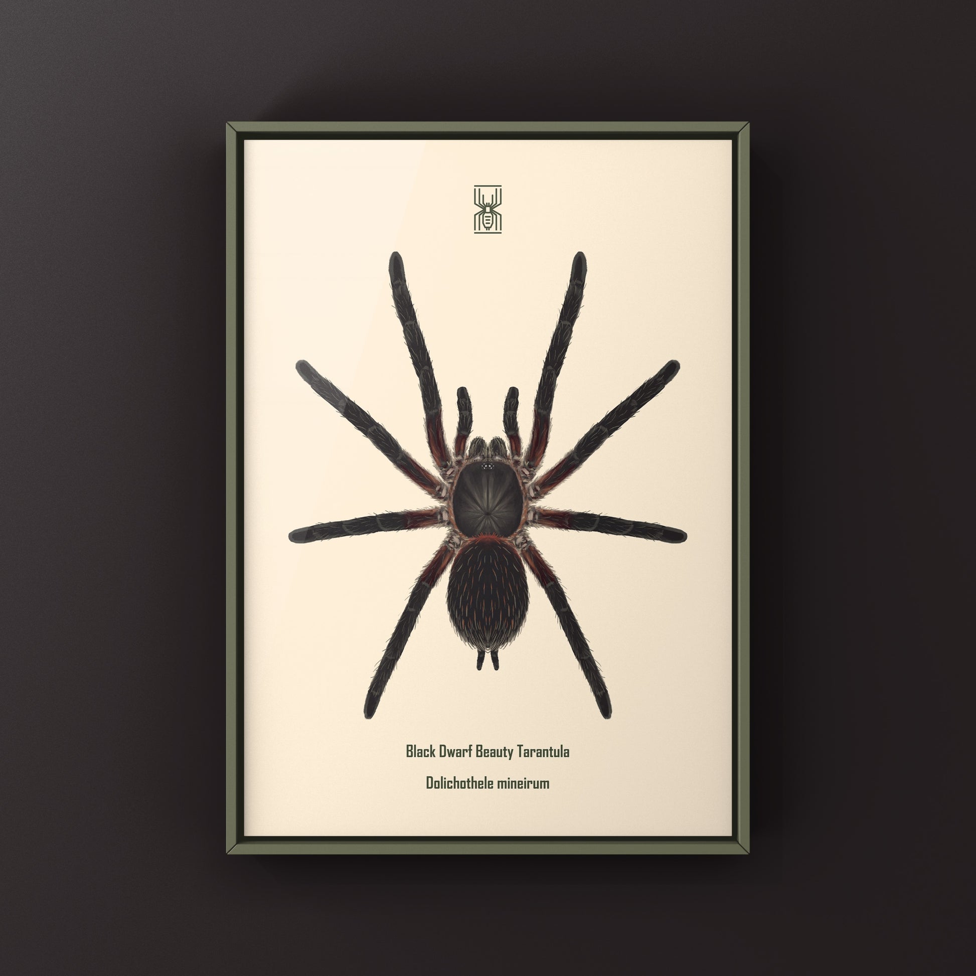 Black Dwarf Beauty Tarantula, Dolichothele Mineirum, Photographic Art Print from The Silk Ranch