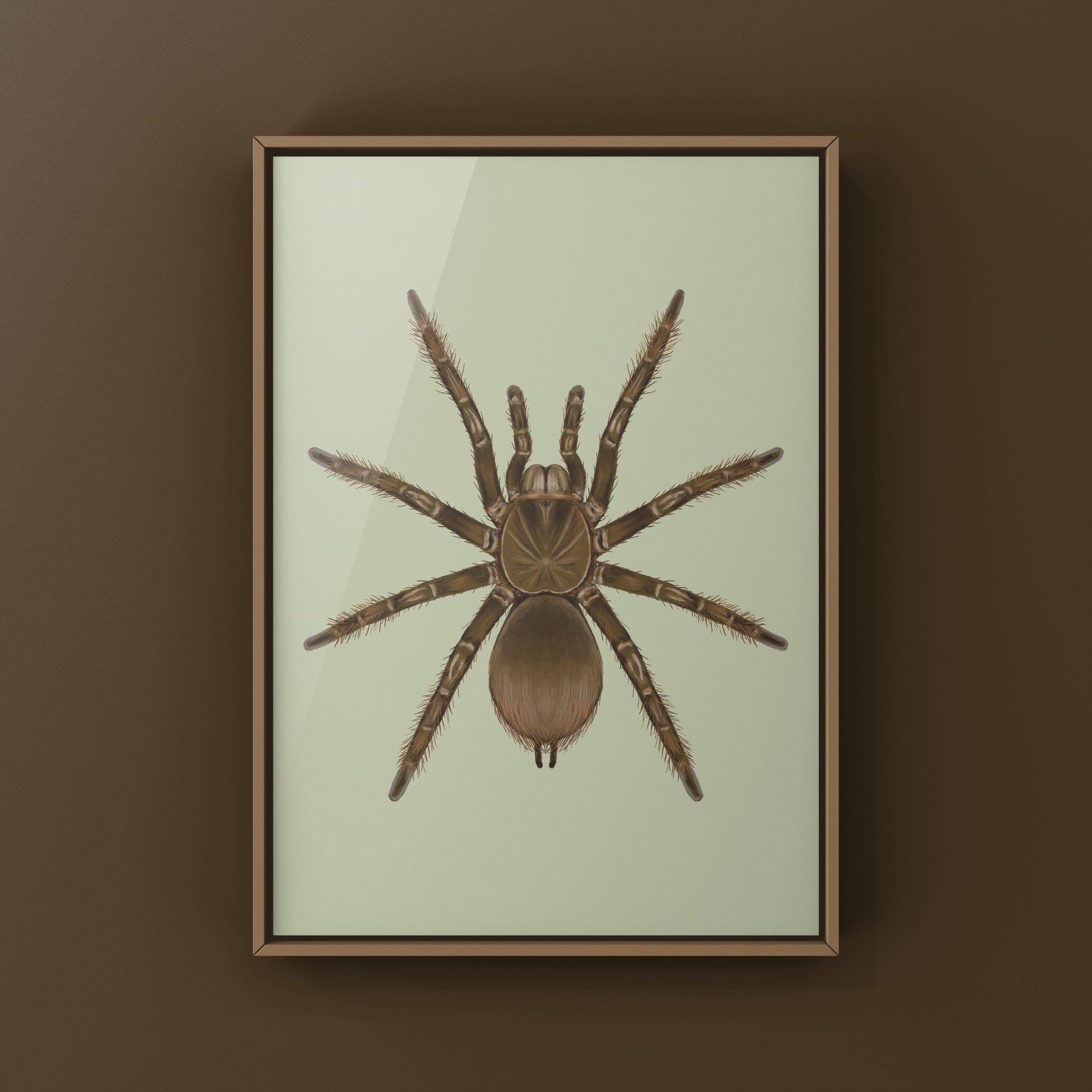 Burgundy Goliath Birdeater Tarantula, Theraphosa Stirmi, Photographic Art Print from The Silk Ranch