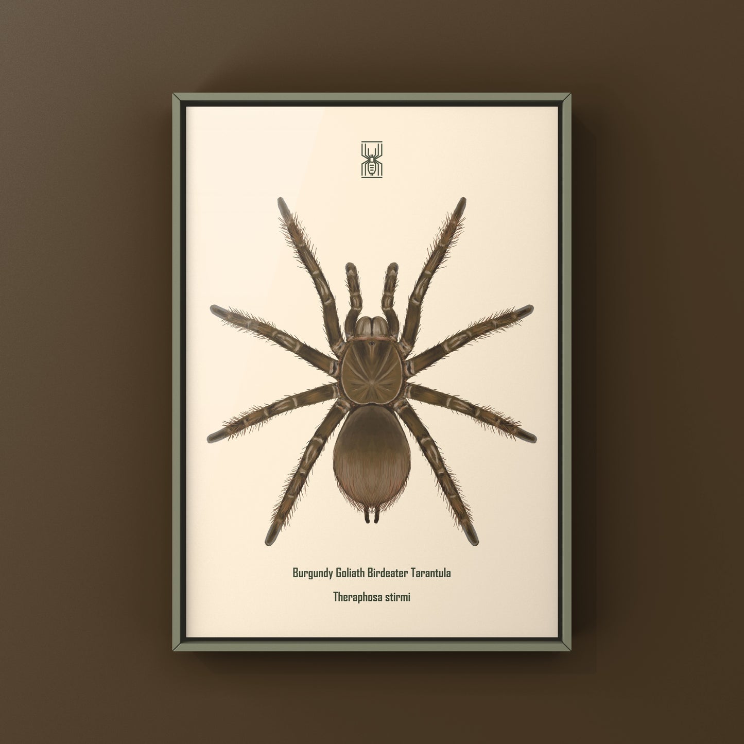 Burgundy Goliath Birdeater Tarantula, Theraphosa Stirmi, Photographic Art Print from The Silk Ranch