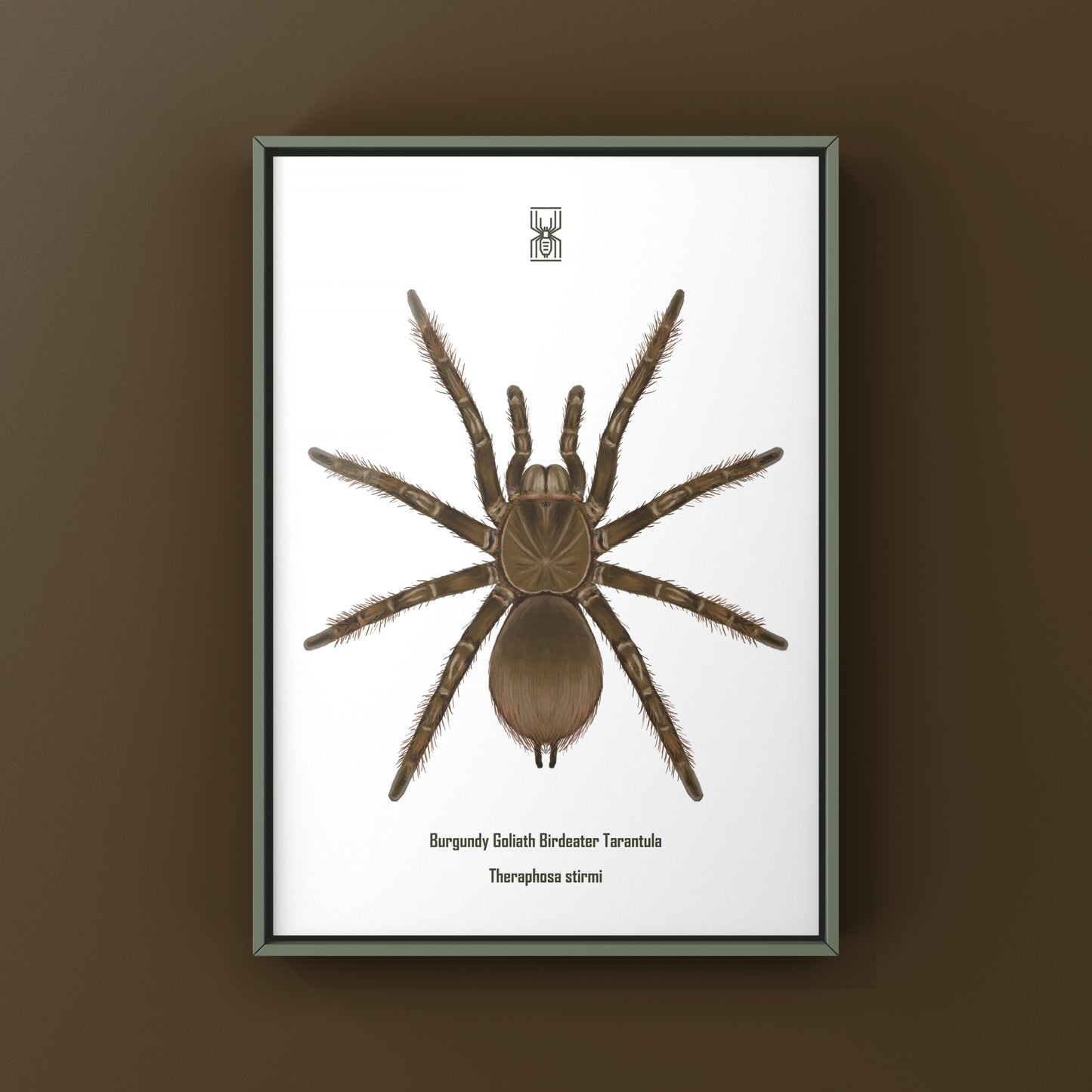 Burgundy Goliath Birdeater Tarantula, Theraphosa Stirmi, Photographic Art Print from The Silk Ranch