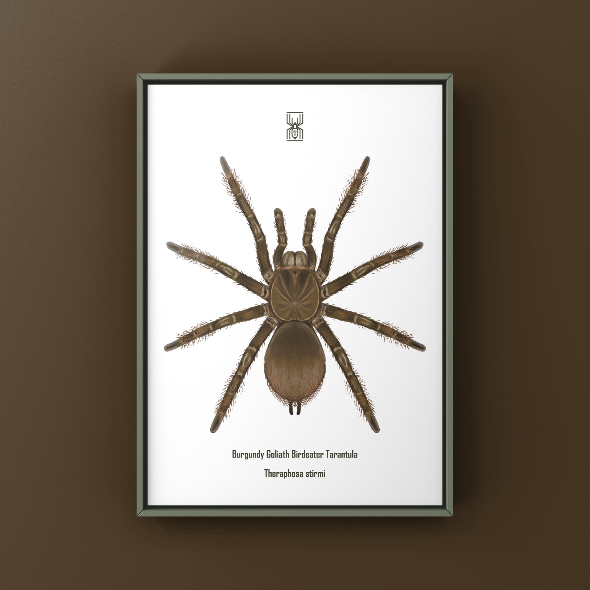 Burgundy Goliath Birdeater Tarantula, Theraphosa Stirmi, Photographic Art Print from The Silk Ranch