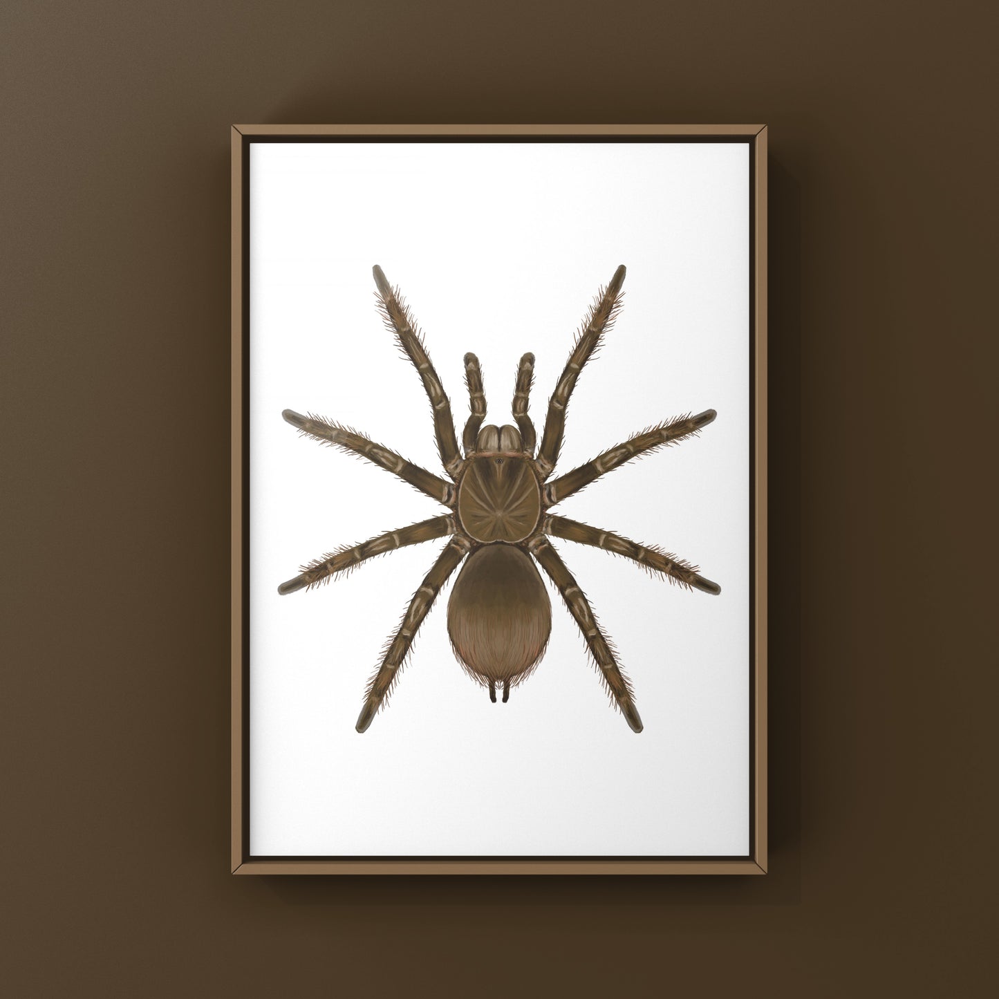 Burgundy Goliath Birdeater Tarantula, Theraphosa Stirmi, Photographic Art Print from The Silk Ranch