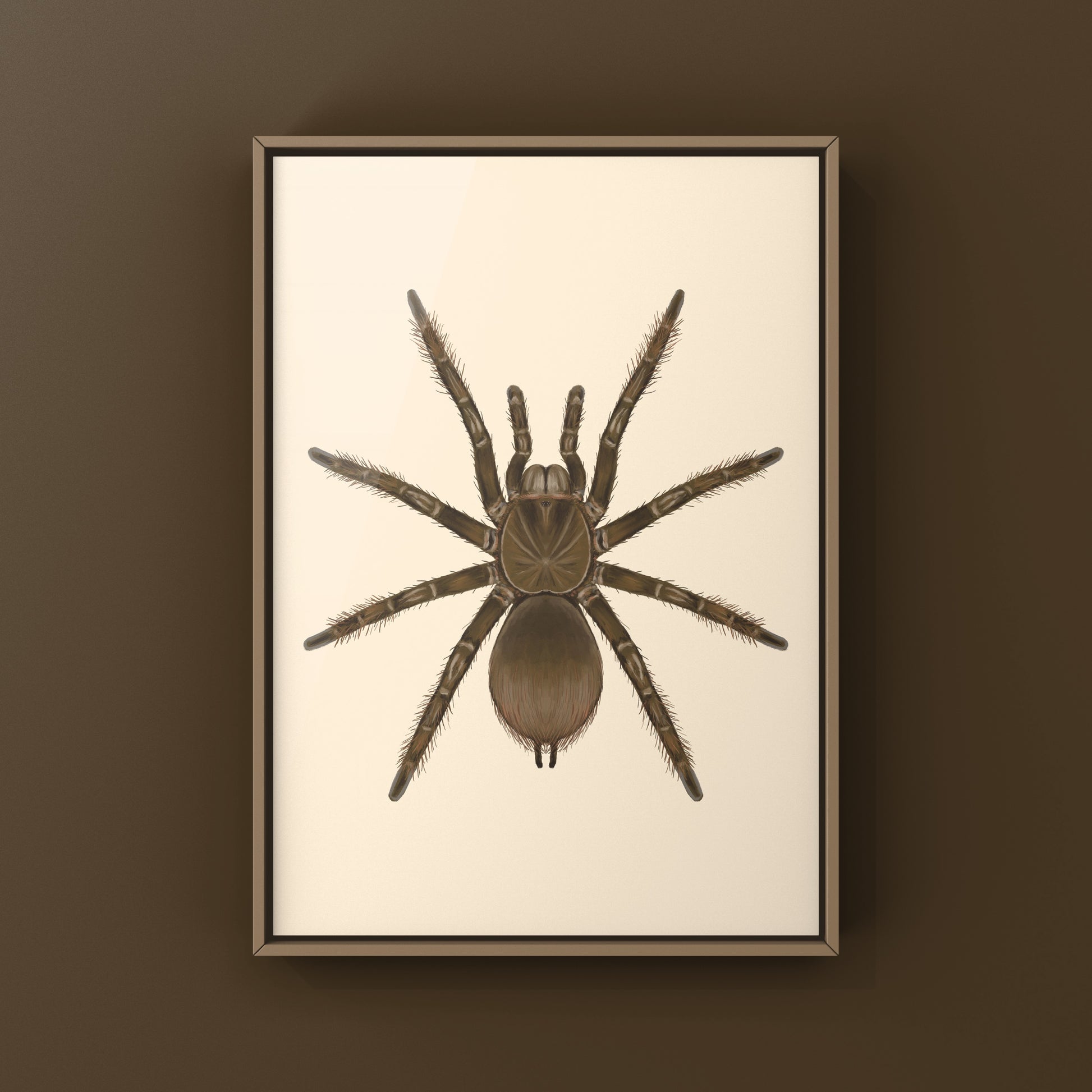 Burgundy Goliath Birdeater Tarantula, Theraphosa Stirmi, Photographic Art Print from The Silk Ranch