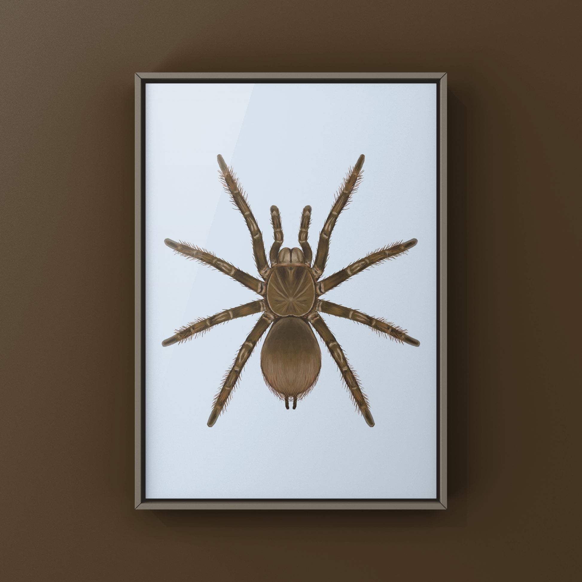 Burgundy Goliath Birdeater Tarantula, Theraphosa Stirmi, Photographic Art Print from The Silk Ranch