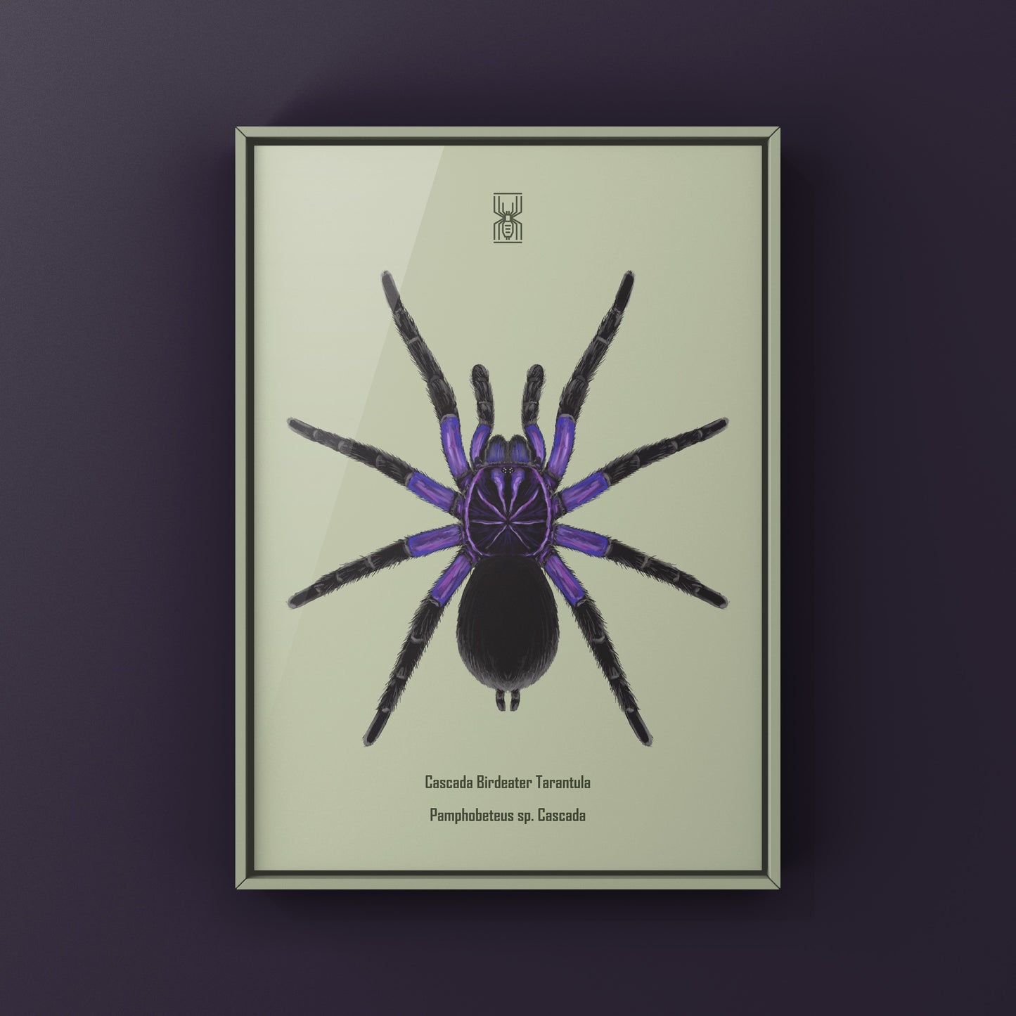 Cascada Birdeater Tarantula, Pamphobeteus sp. Cascada, Photographic Art Print from The Silk Ranch