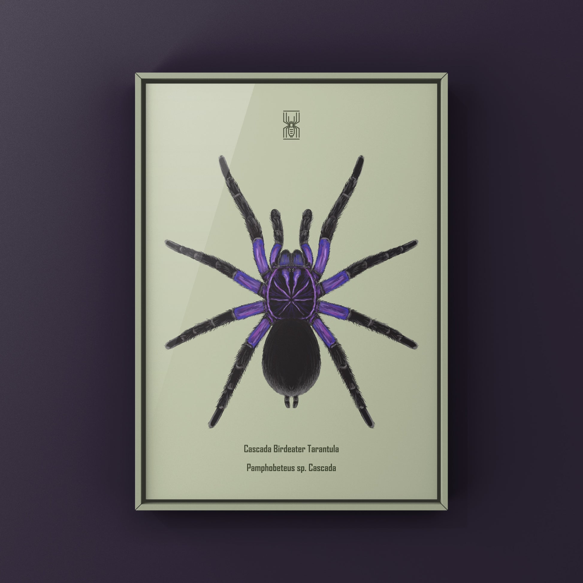 Cascada Birdeater Tarantula, Pamphobeteus sp. Cascada, Photographic Art Print from The Silk Ranch