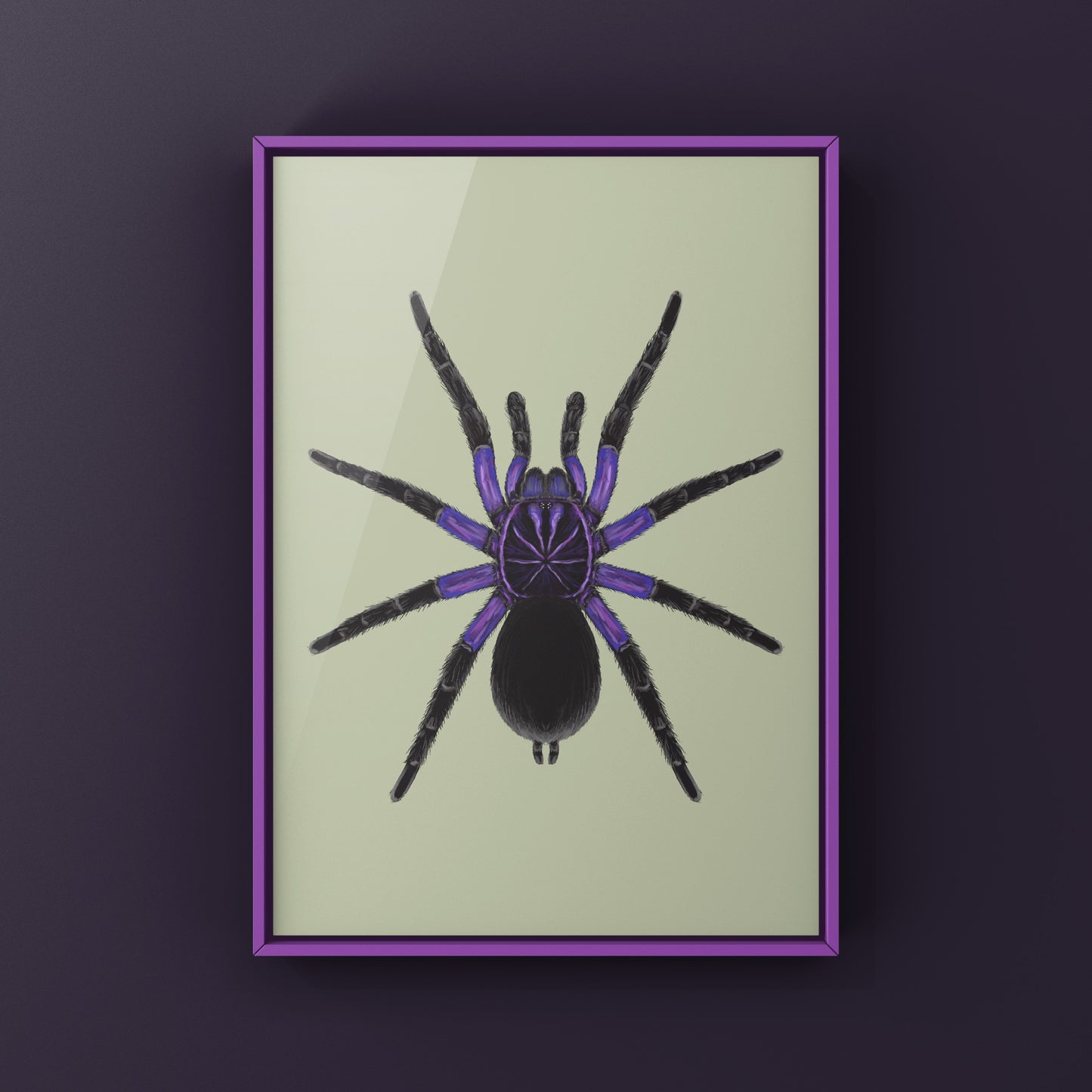 Cascada Birdeater Tarantula, Pamphobeteus sp. Cascada, Photographic Art Print from The Silk Ranch