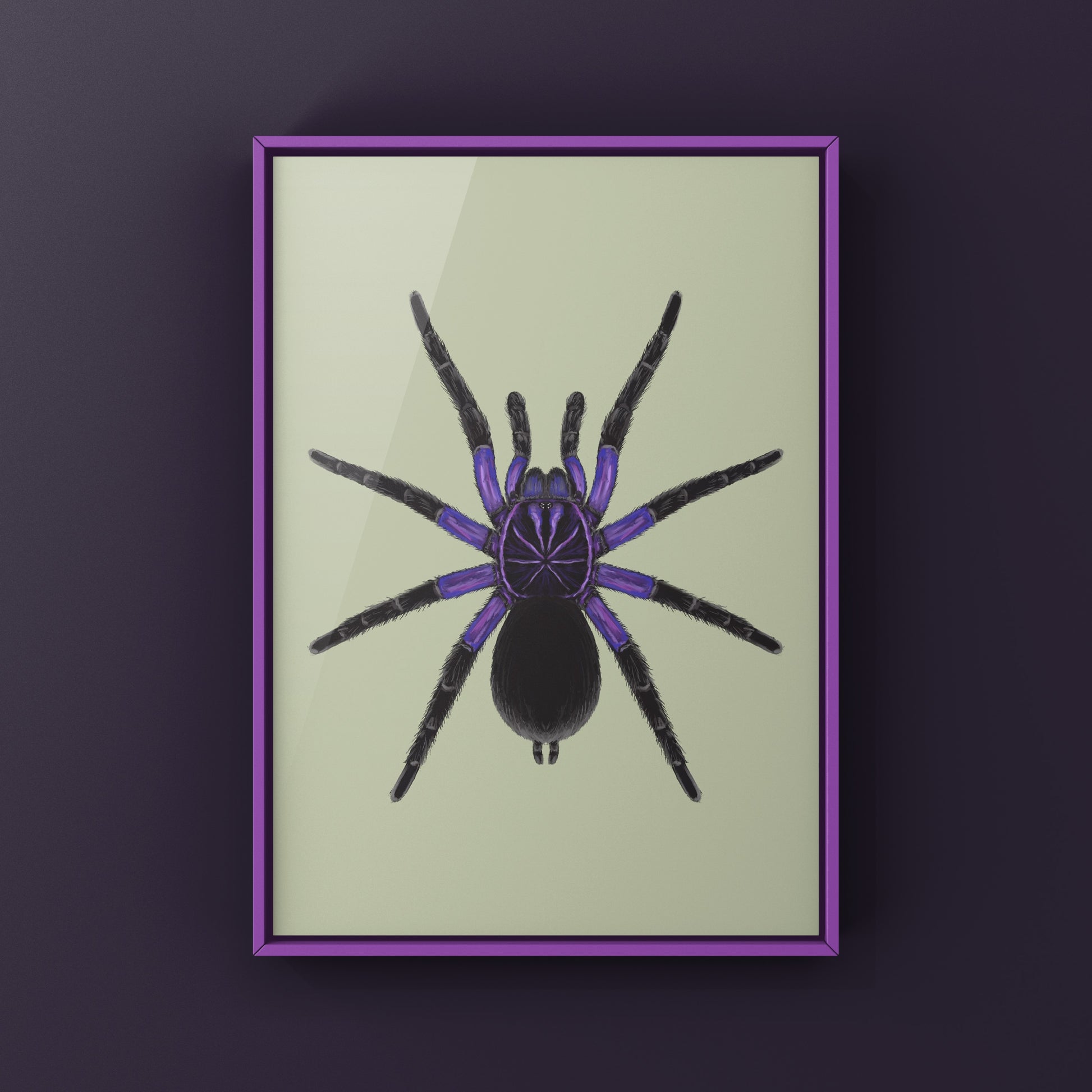 Cascada Birdeater Tarantula, Pamphobeteus sp. Cascada, Photographic Art Print from The Silk Ranch