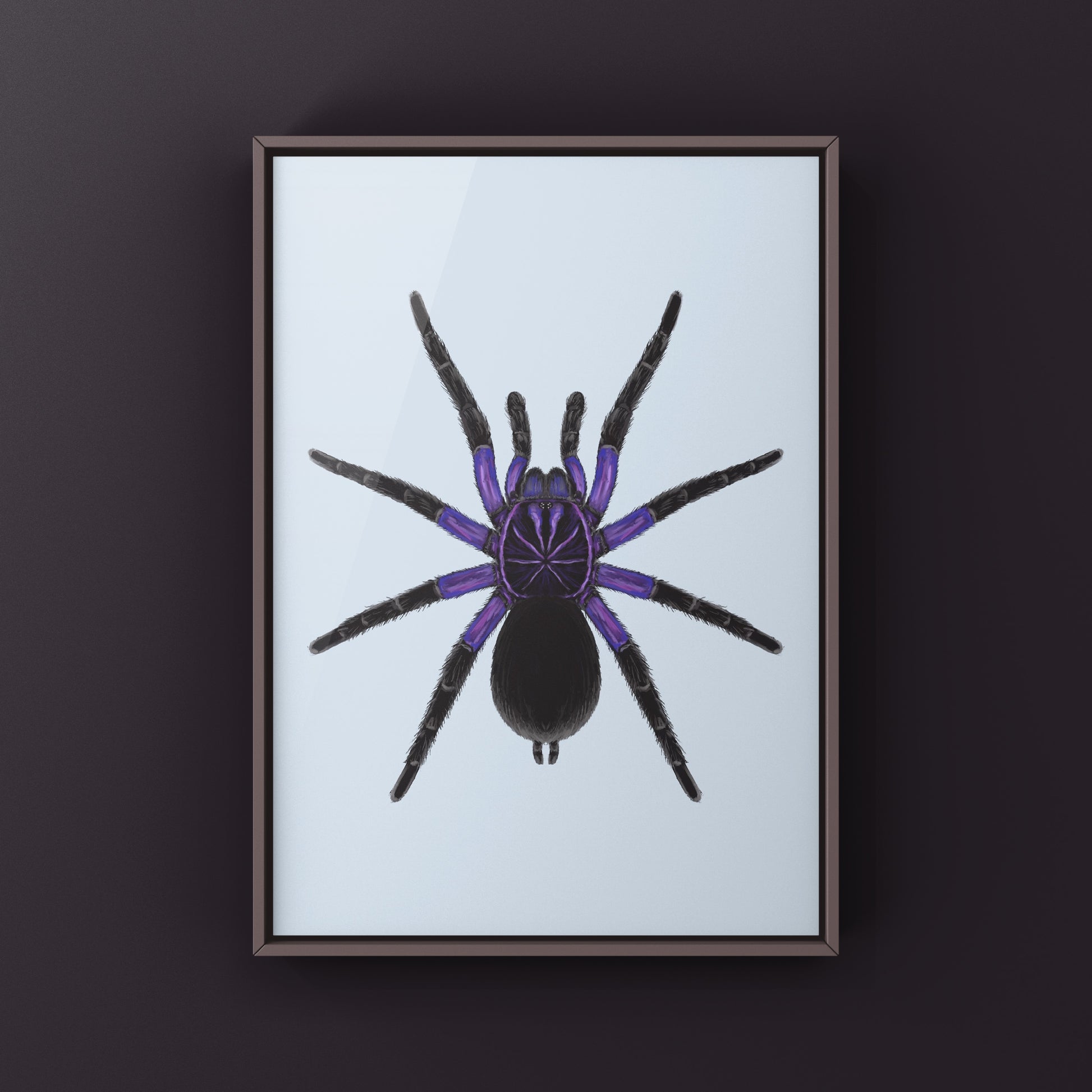 Cascada Birdeater Tarantula, Pamphobeteus sp. Cascada, Photographic Art Print from The Silk Ranch