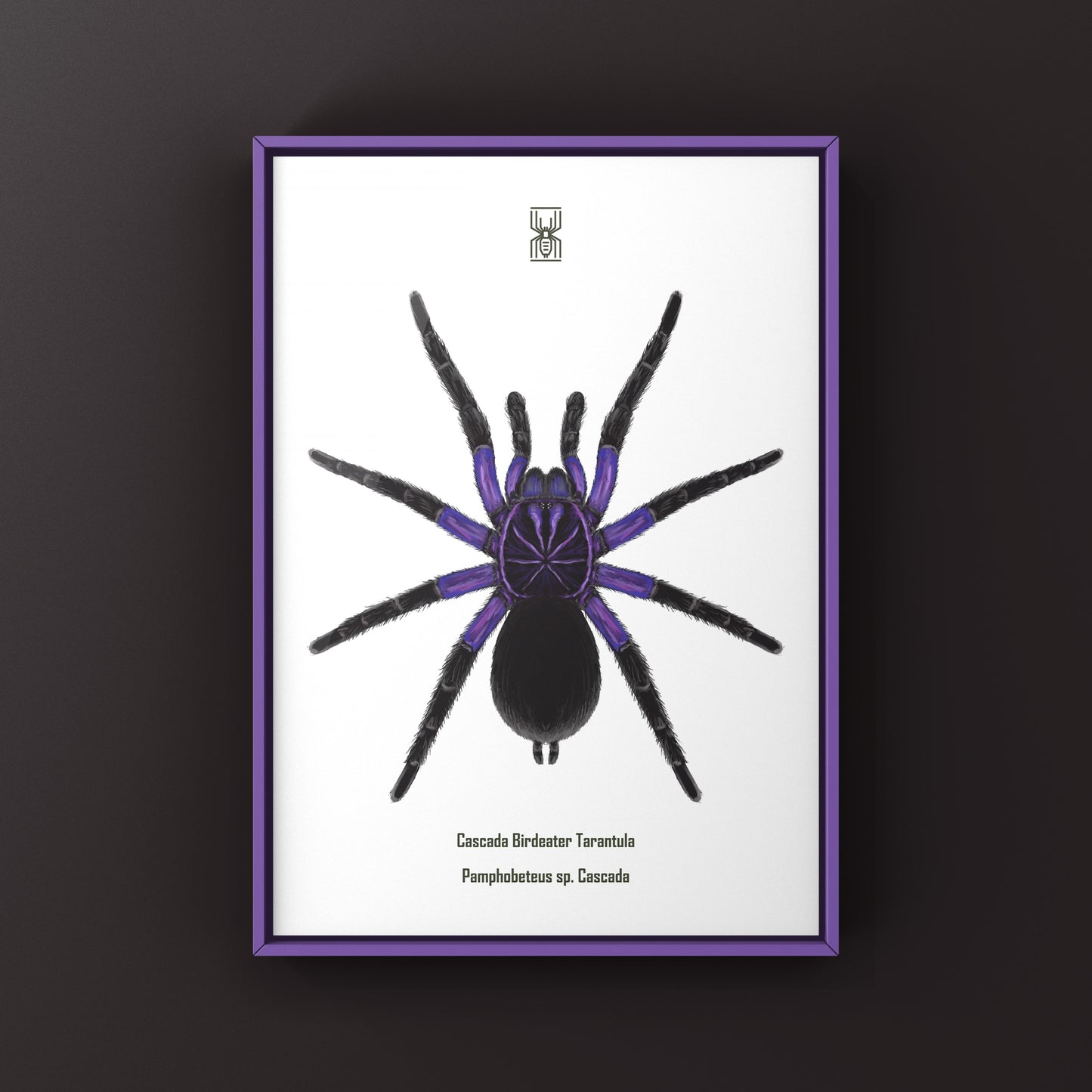 Cascada Birdeater Tarantula, Pamphobeteus sp. Cascada, Photographic Art Print from The Silk Ranch