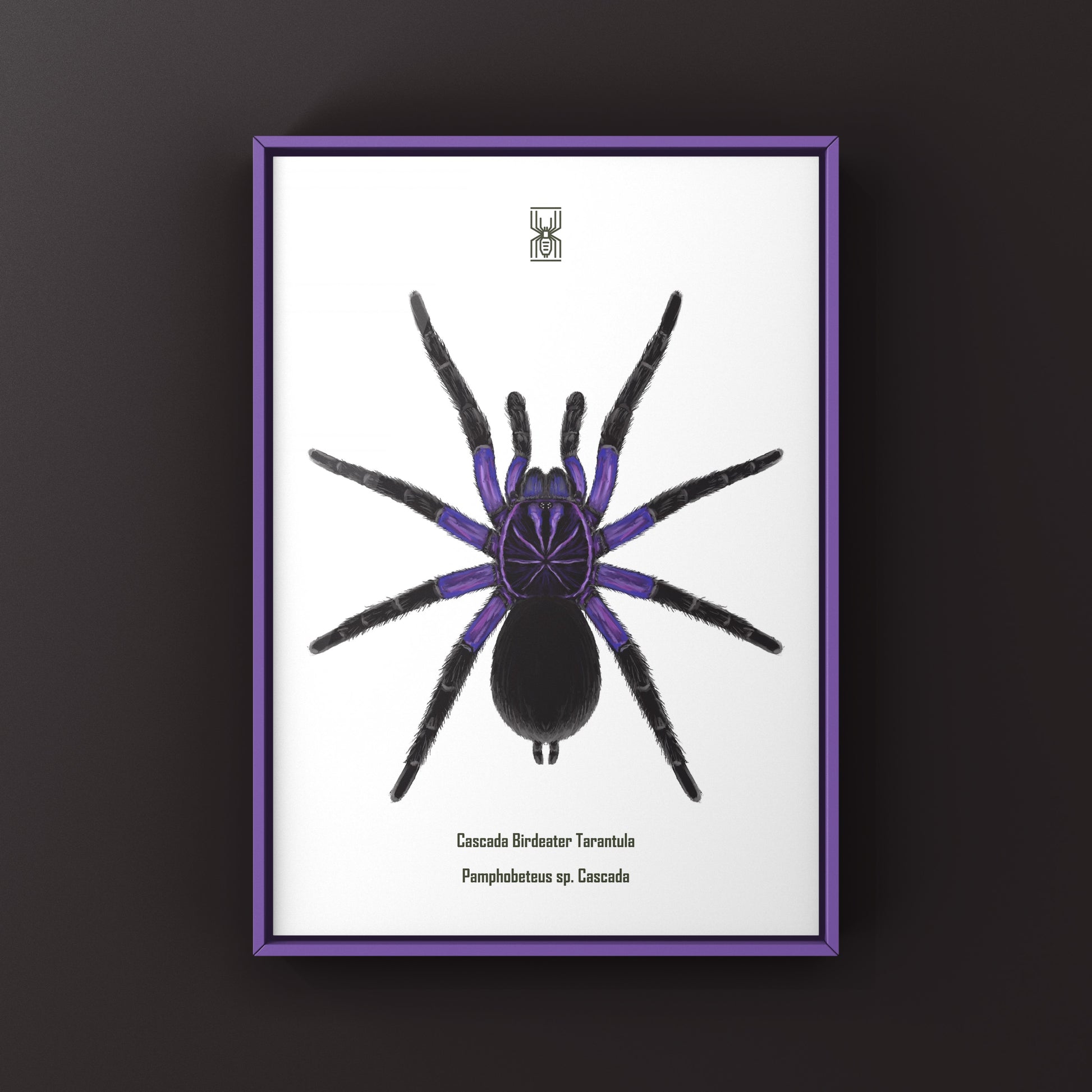Cascada Birdeater Tarantula, Pamphobeteus sp. Cascada, Photographic Art Print from The Silk Ranch