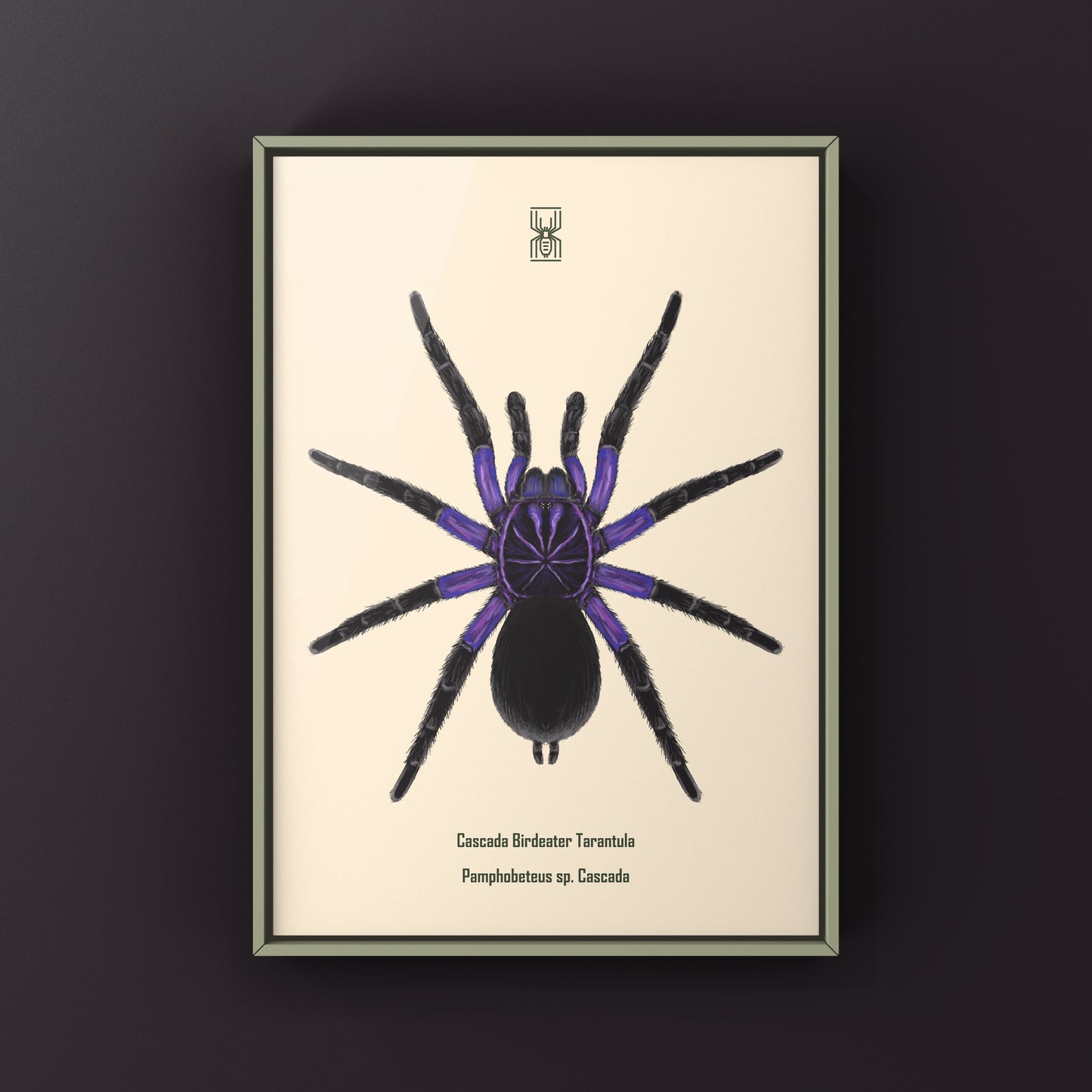 Cascada Birdeater Tarantula, Pamphobeteus sp. Cascada, Photographic Art Print from The Silk Ranch
