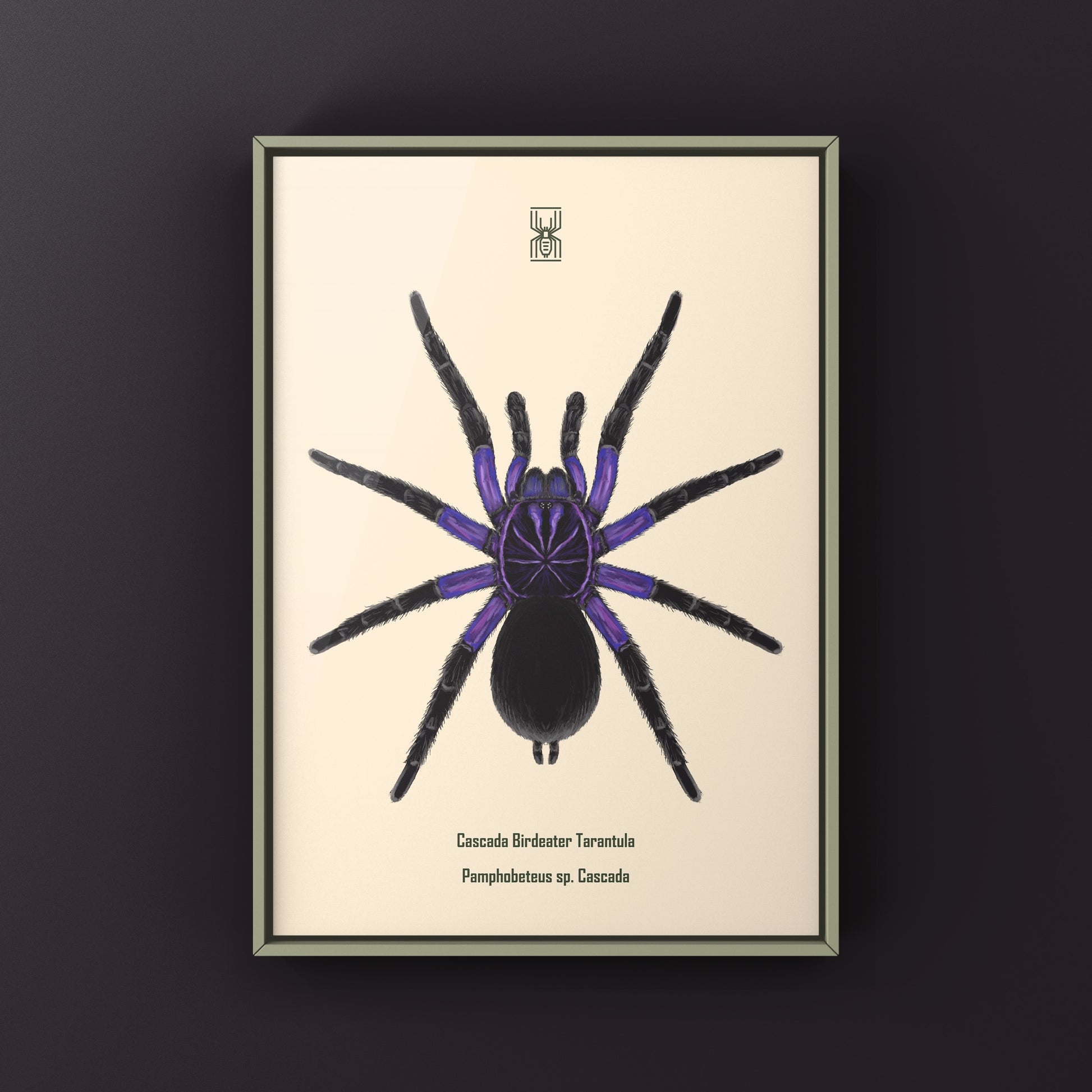 Cascada Birdeater Tarantula, Pamphobeteus sp. Cascada, Photographic Art Print from The Silk Ranch
