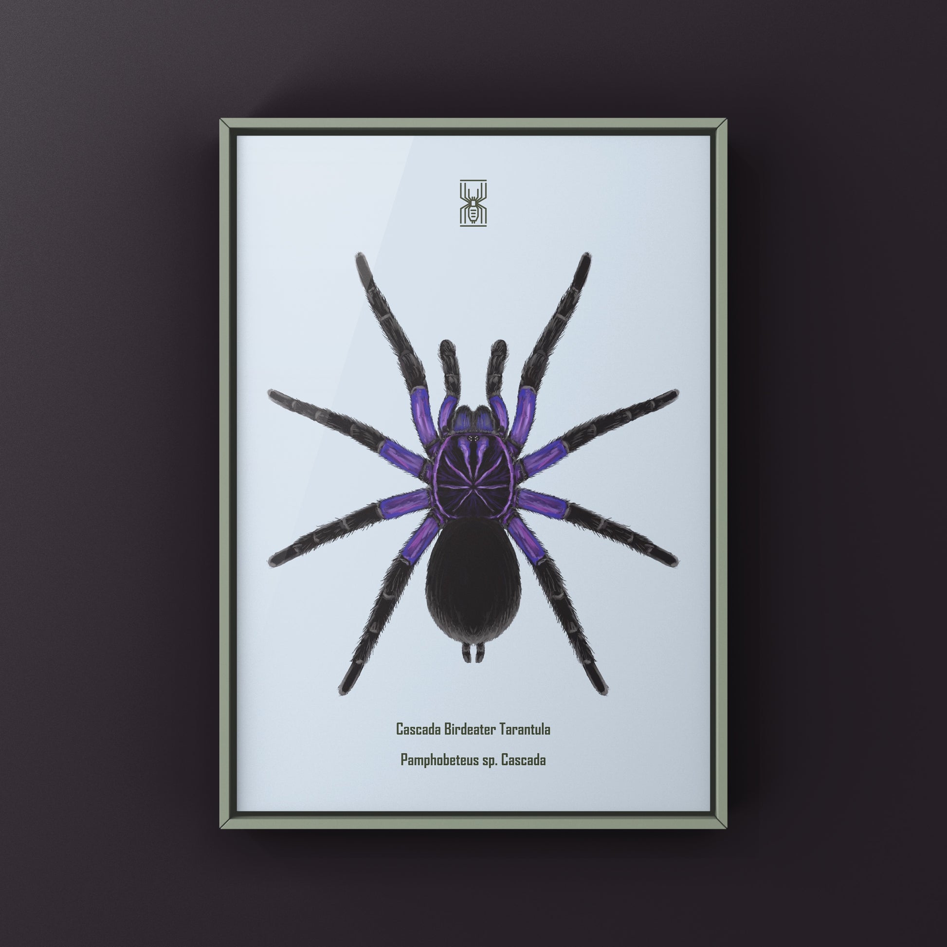 Cascada Birdeater Tarantula, Pamphobeteus sp. Cascada, Photographic Art Print from The Silk Ranch
