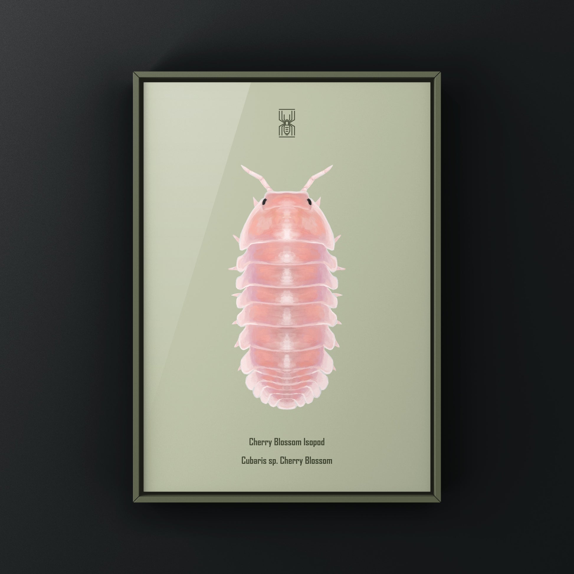 Cherry Blossom Isopod, Cubaris sp. Cherry Blossom, Photographic Art Print from The Silk Ranch