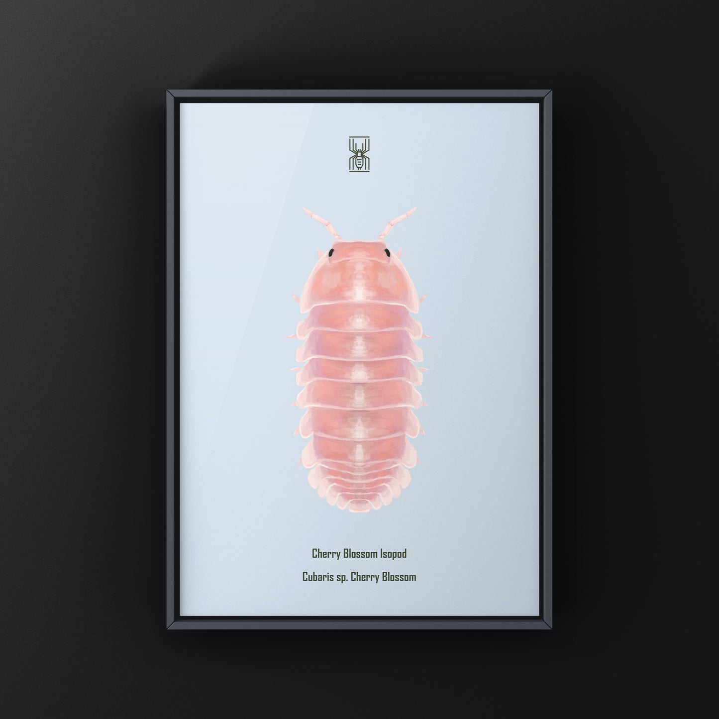 Cherry Blossom Isopod, Cubaris sp. Cherry Blossom, Photographic Art Print from The Silk Ranch