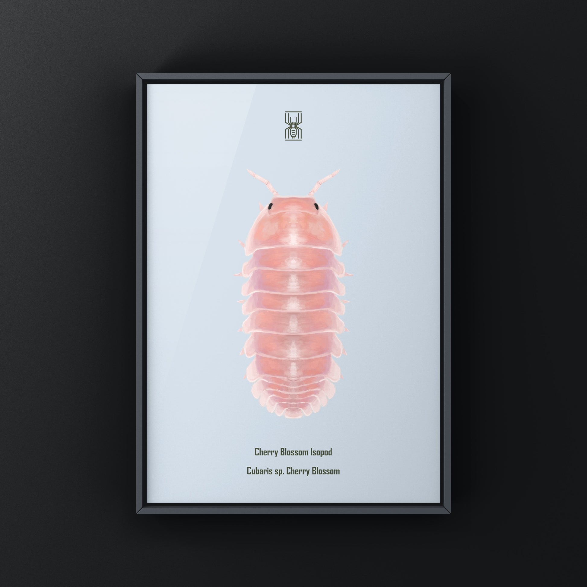Cherry Blossom Isopod, Cubaris sp. Cherry Blossom, Photographic Art Print from The Silk Ranch