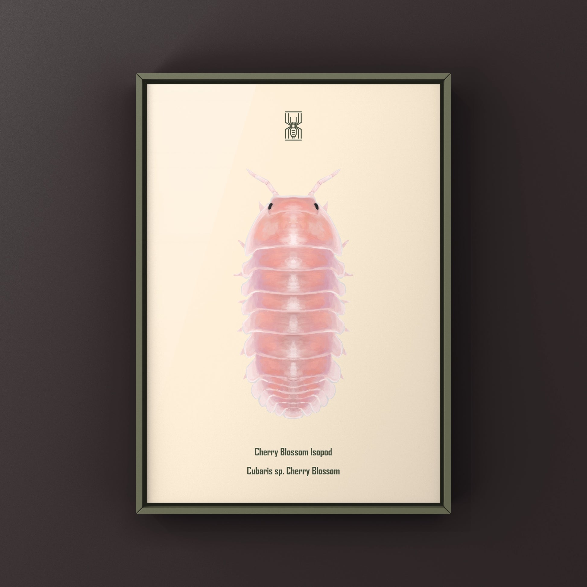 Cherry Blossom Isopod, Cubaris sp. Cherry Blossom, Photographic Art Print from The Silk Ranch