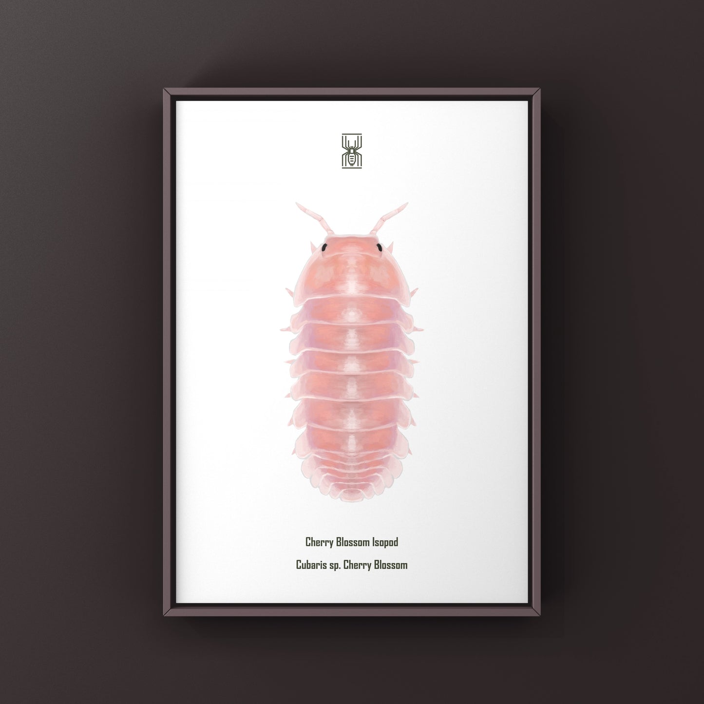 Cherry Blossom Isopod, Cubaris sp. Cherry Blossom, Photographic Art Print from The Silk Ranch