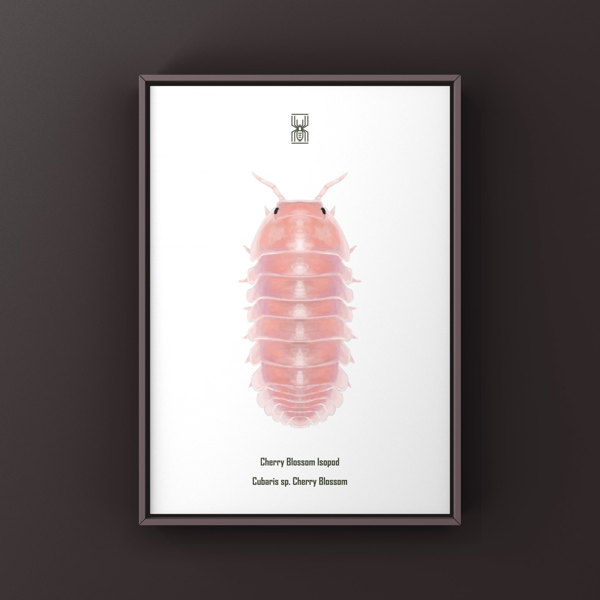 Cherry Blossom Isopod, Cubaris sp. Cherry Blossom, Photographic Art Print from The Silk Ranch