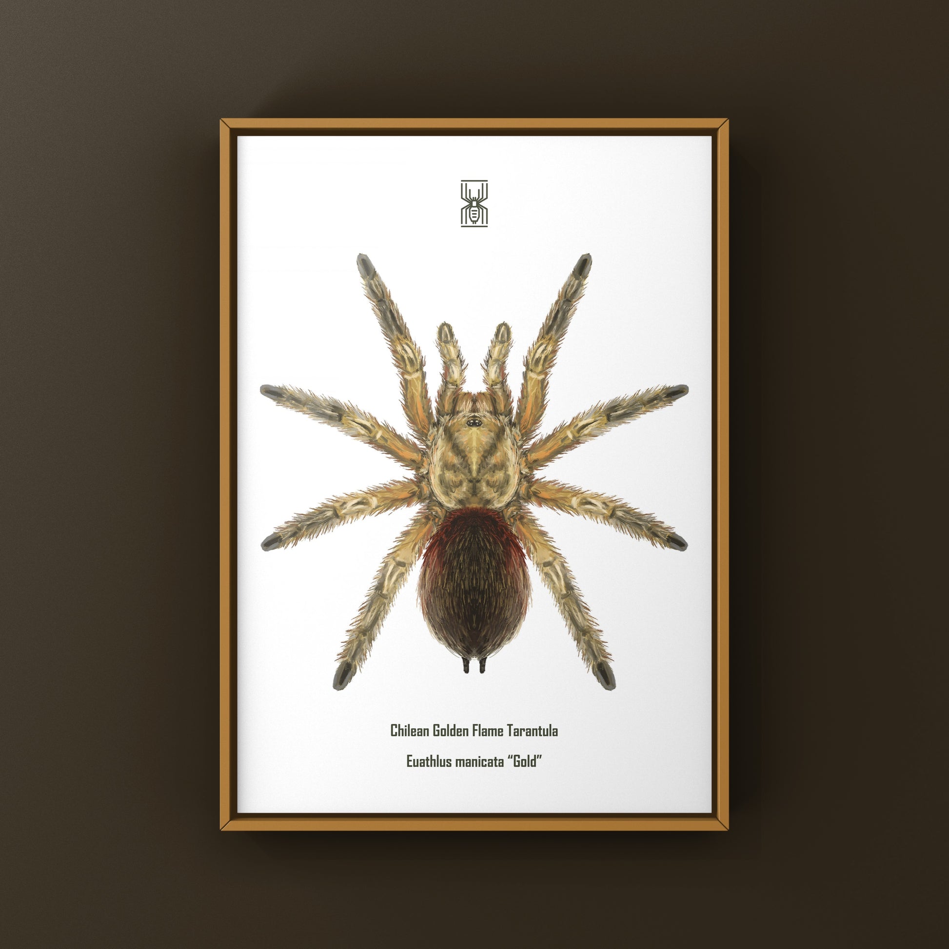 Chilean Golden Flame Tarantula, Euathlus Maricata Gold, Photographic Art Print from The Silk Ranch