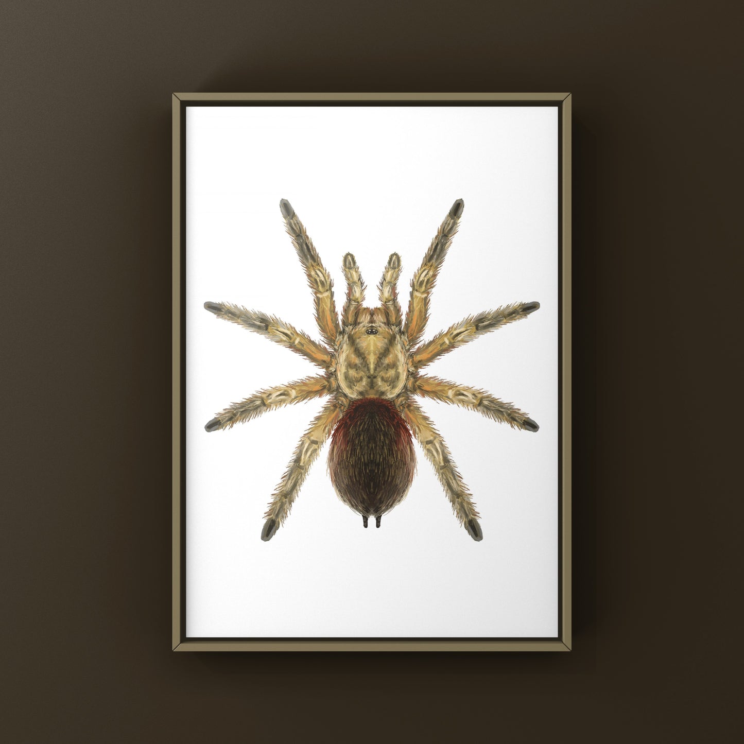 Chilean Golden Flame Tarantula, Euathlus Maricata Gold, Photographic Art Print from The Silk Ranch