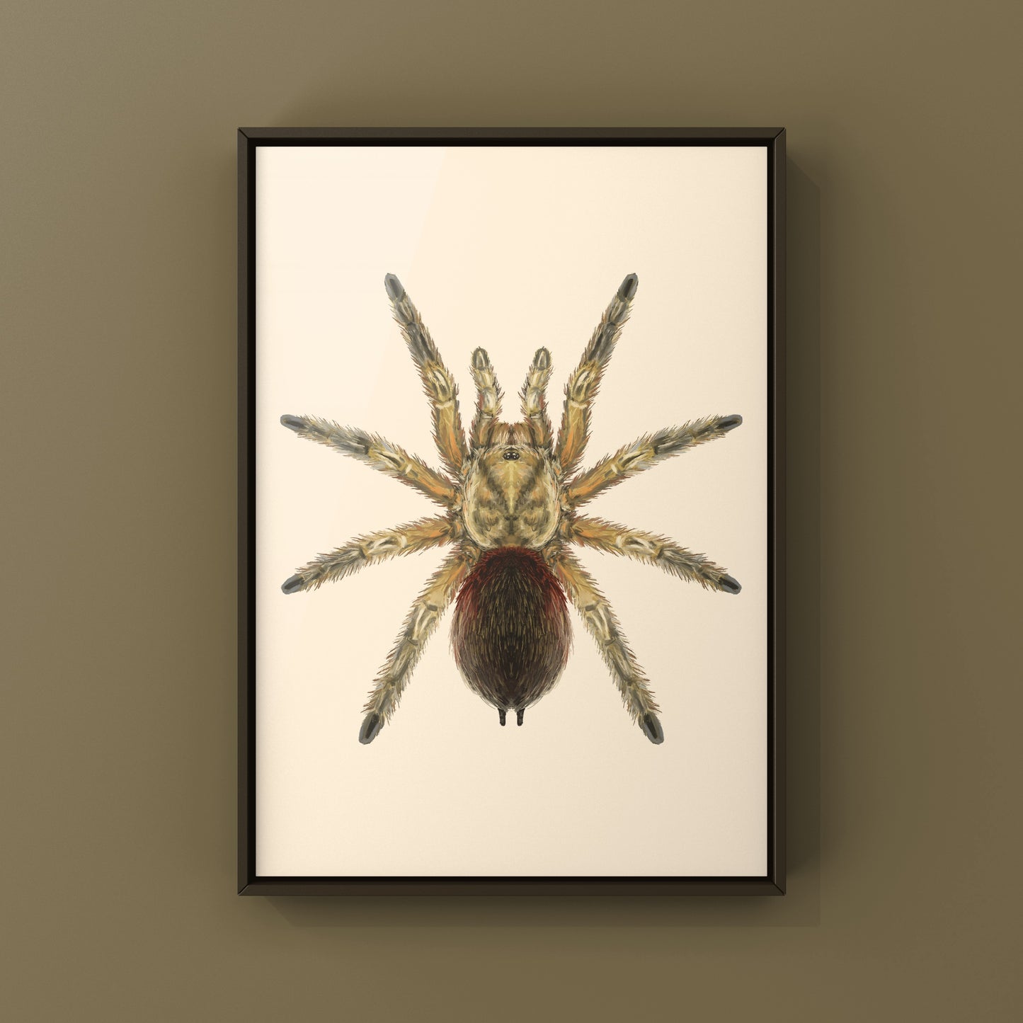 Chilean Golden Flame Tarantula, Euathlus Maricata Gold, Photographic Art Print from The Silk Ranch