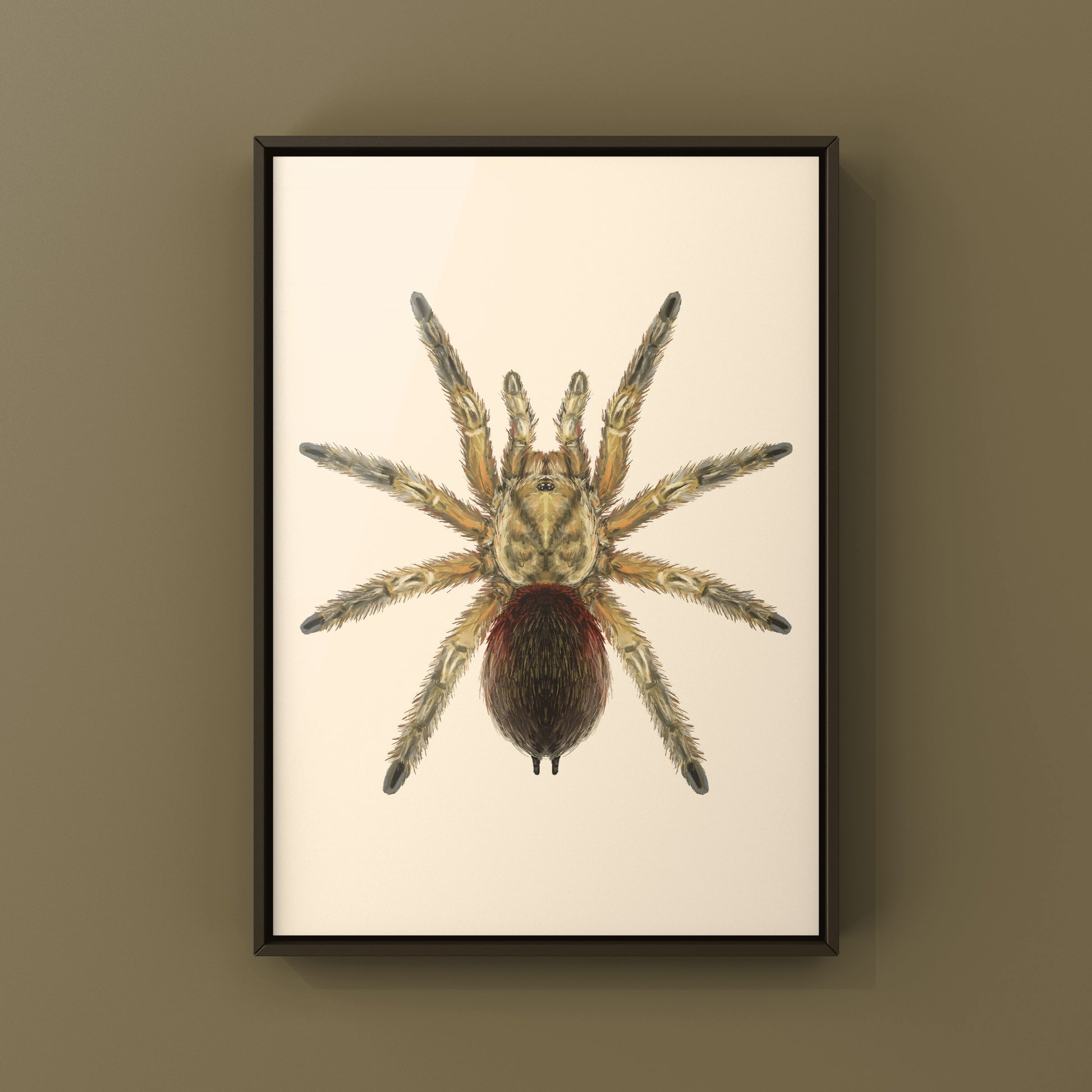 Chilean Golden Flame Tarantula, Euathlus Maricata Gold, Photographic Art Print from The Silk Ranch