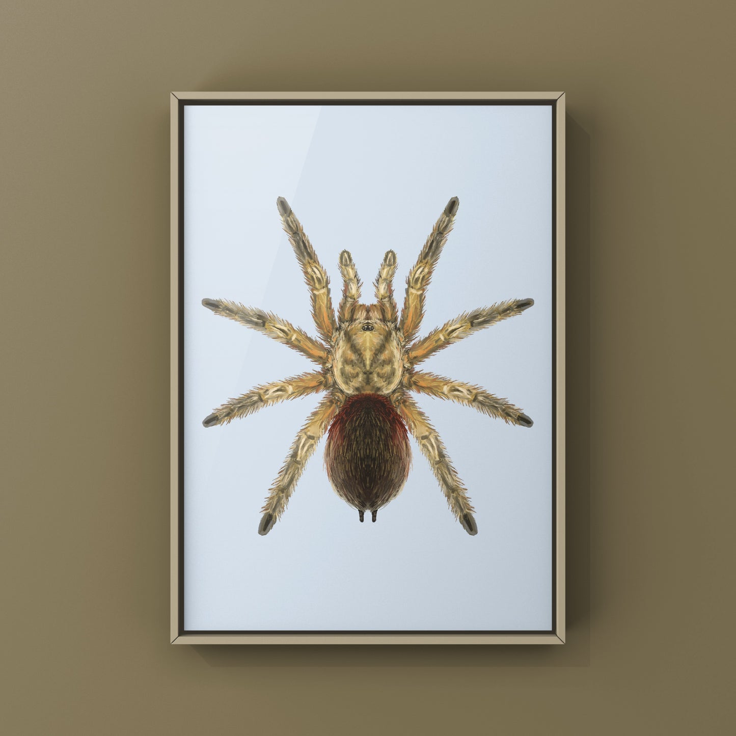 Chilean Golden Flame Tarantula, Euathlus Maricata Gold, Photographic Art Print from The Silk Ranch