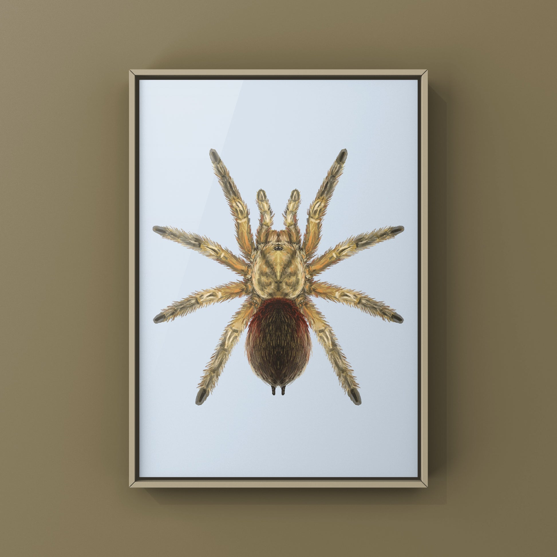 Chilean Golden Flame Tarantula, Euathlus Maricata Gold, Photographic Art Print from The Silk Ranch