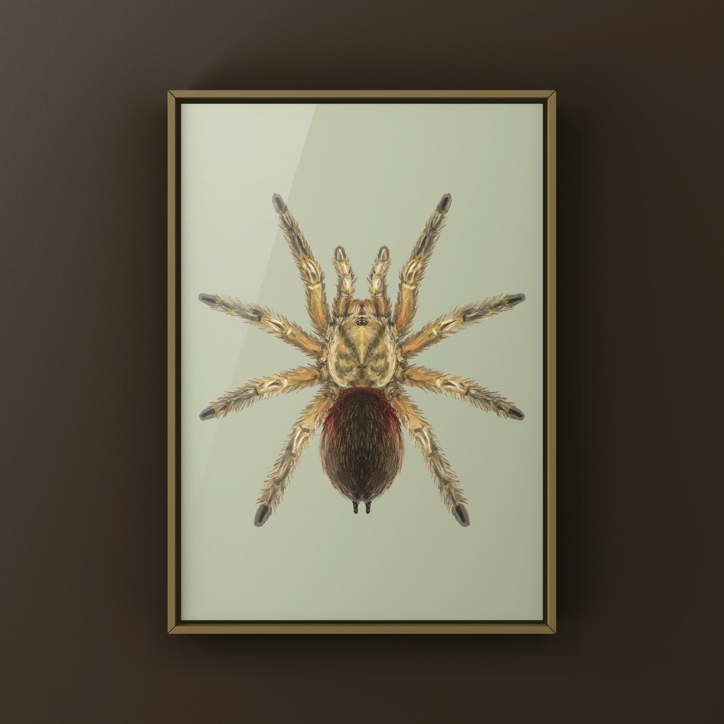 Chilean Golden Flame Tarantula, Euathlus Maricata Gold, Photographic Art Print from The Silk Ranch