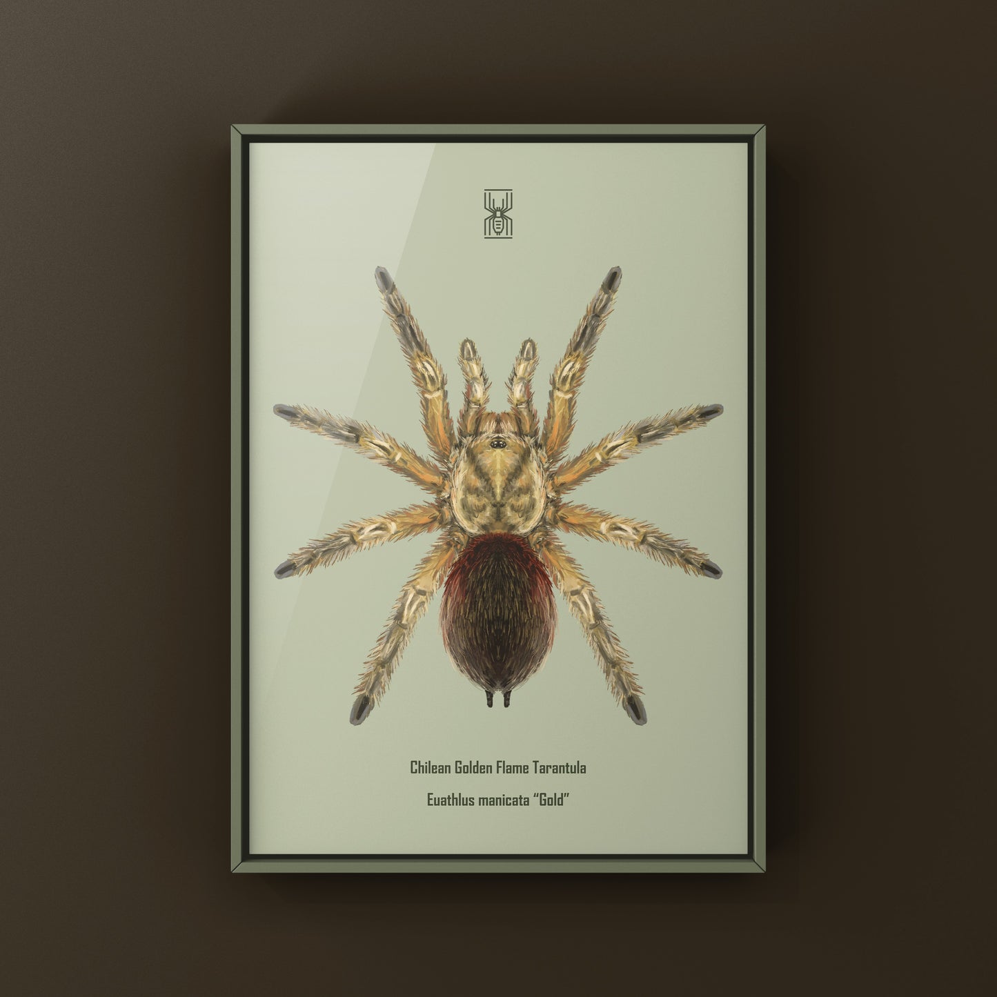 Chilean Golden Flame Tarantula, Euathlus Maricata Gold, Photographic Art Print from The Silk Ranch