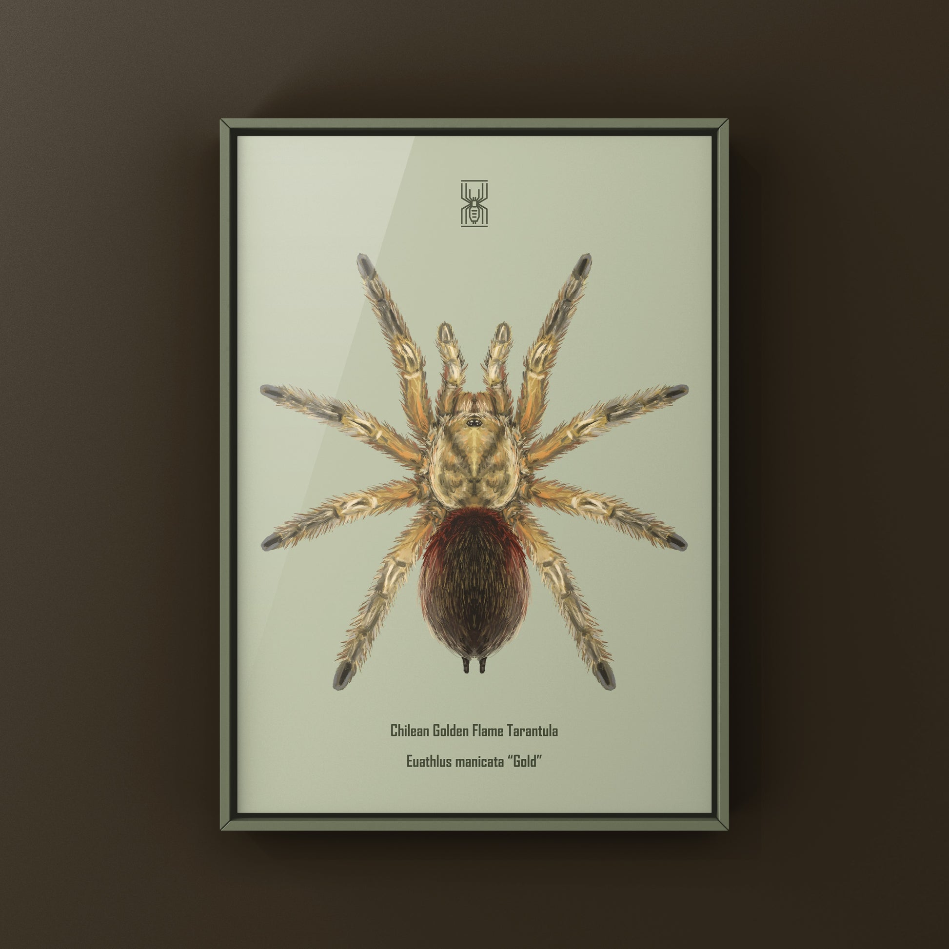 Chilean Golden Flame Tarantula, Euathlus Maricata Gold, Photographic Art Print from The Silk Ranch