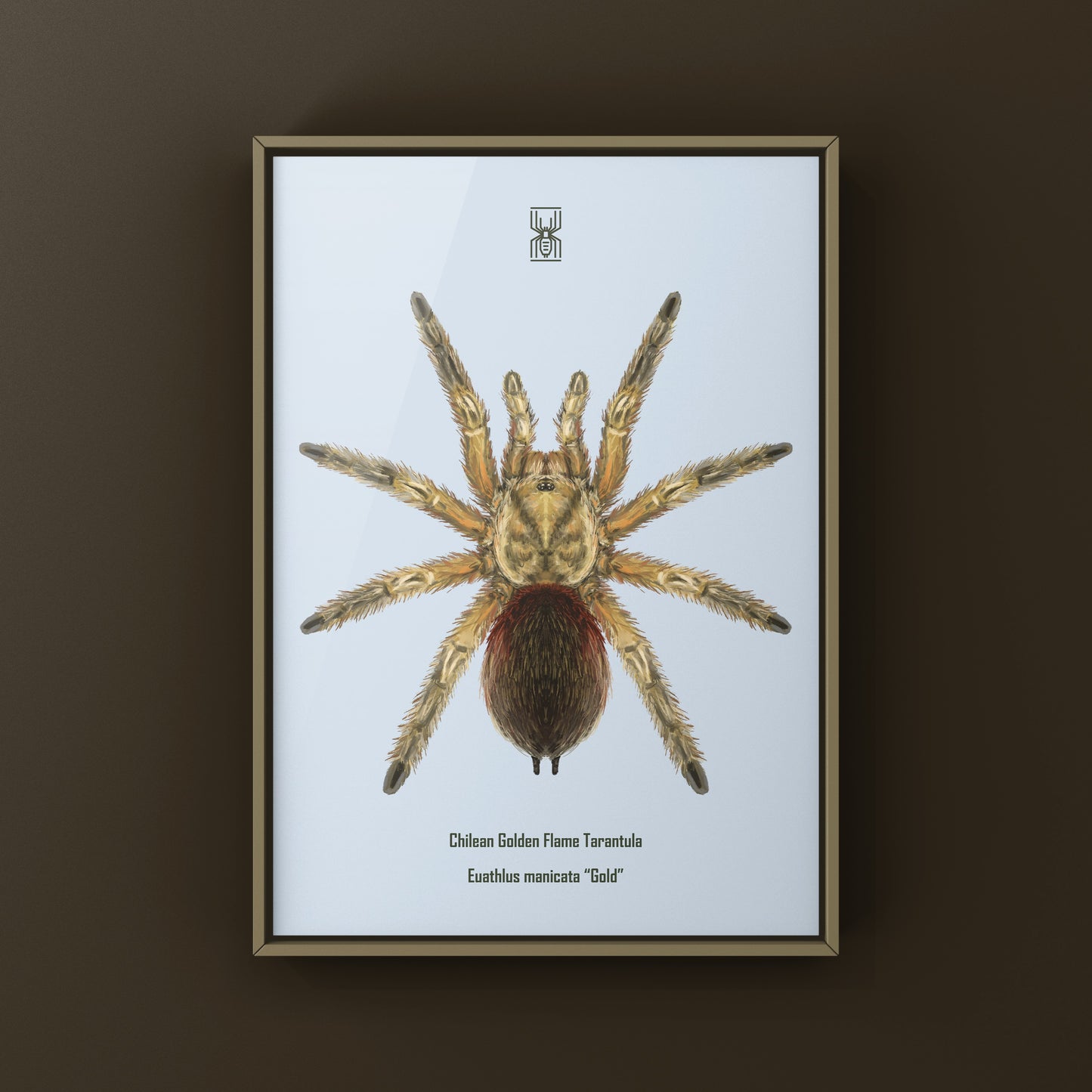 Chilean Golden Flame Tarantula, Euathlus Maricata Gold, Photographic Art Print from The Silk Ranch
