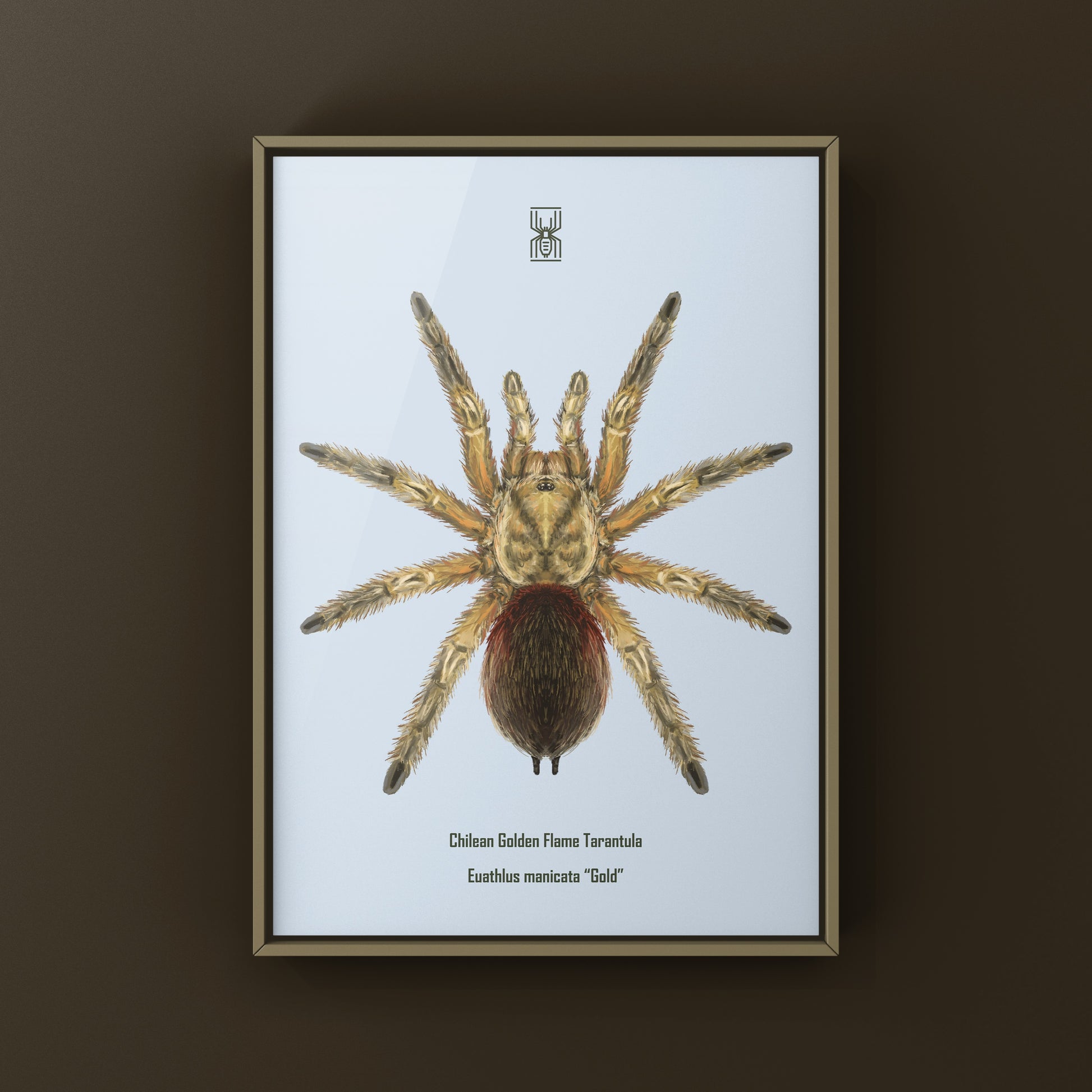 Chilean Golden Flame Tarantula, Euathlus Maricata Gold, Photographic Art Print from The Silk Ranch