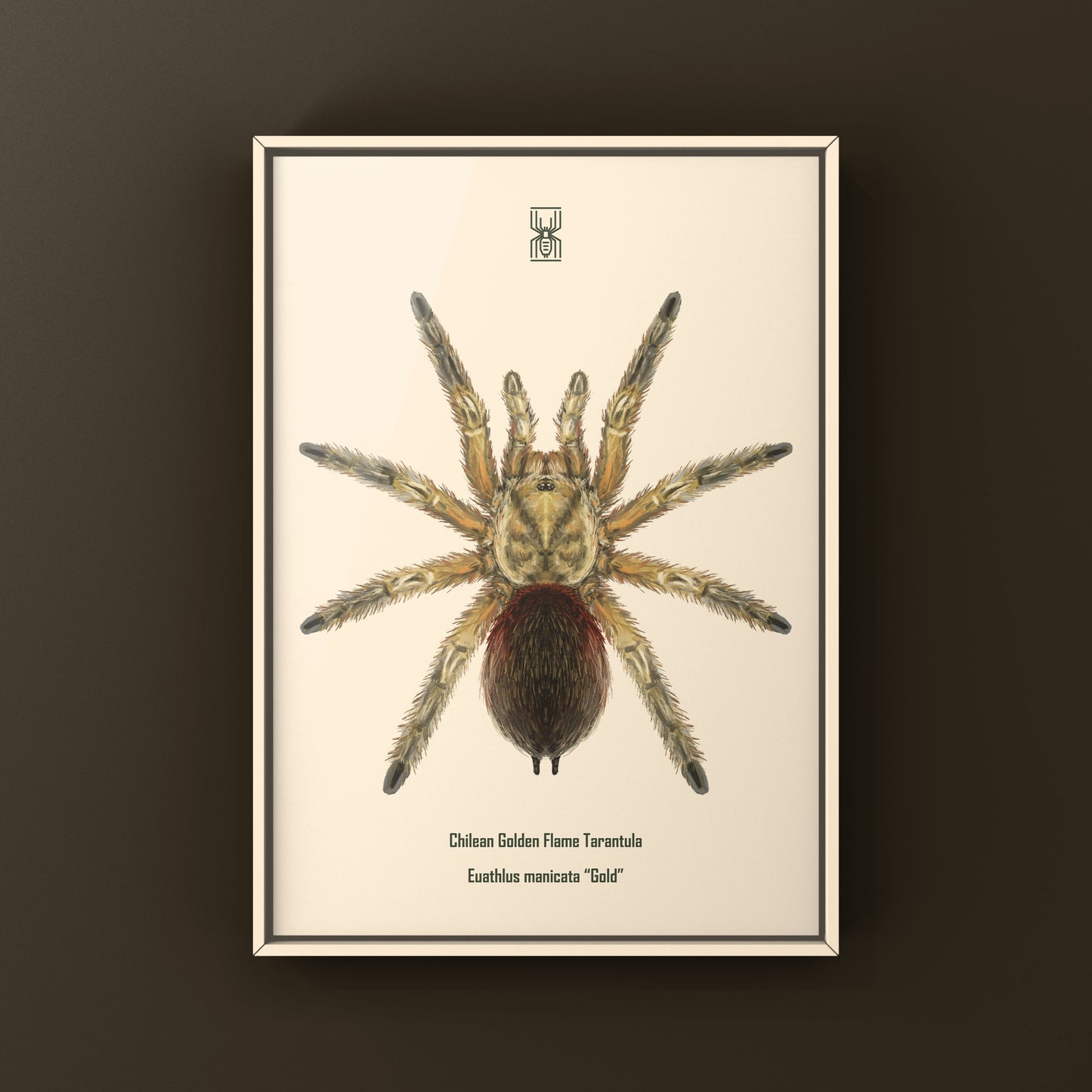 Chilean Golden Flame Tarantula, Euathlus Maricata Gold, Photographic Art Print from The Silk Ranch