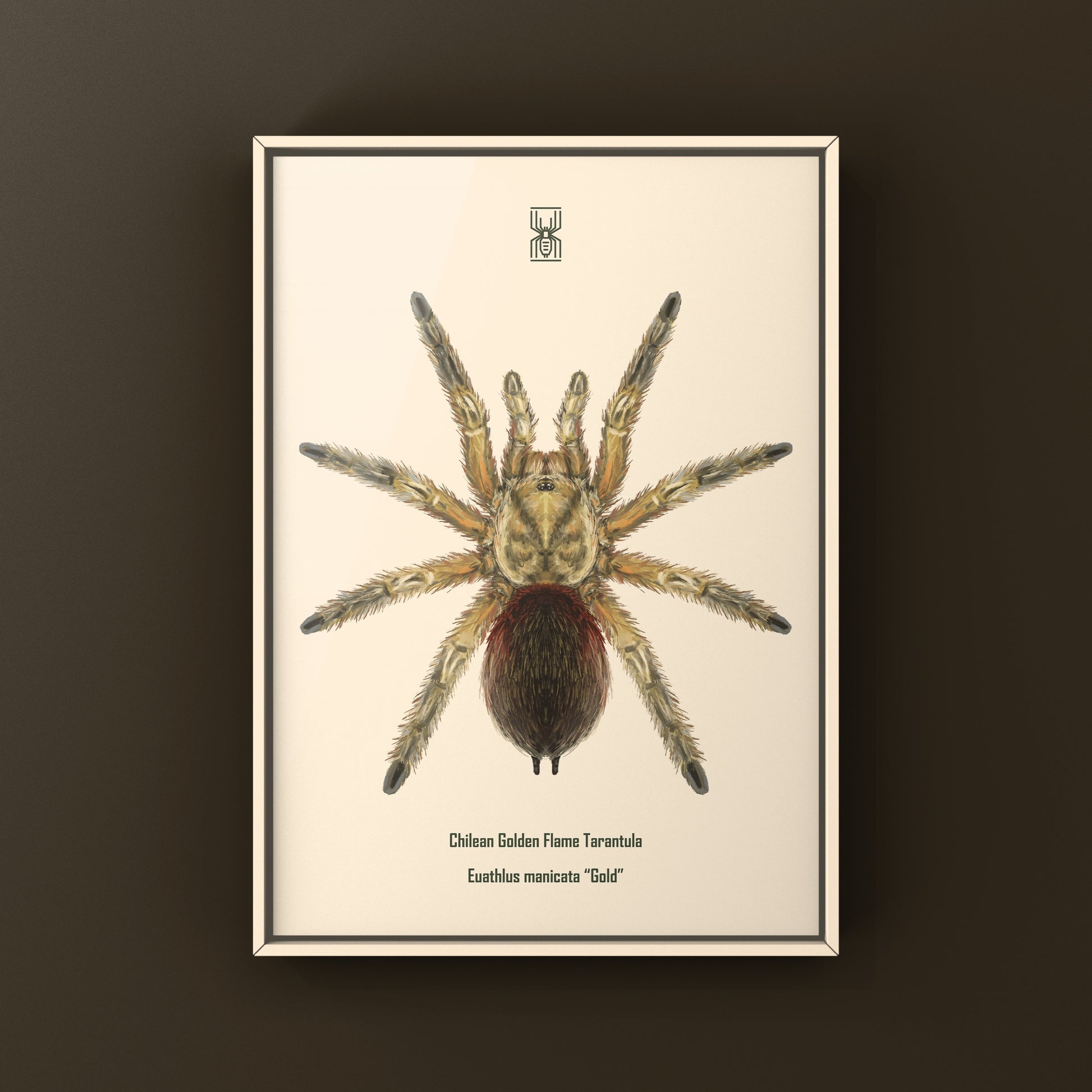 Chilean Golden Flame Tarantula, Euathlus Maricata Gold, Photographic Art Print from The Silk Ranch
