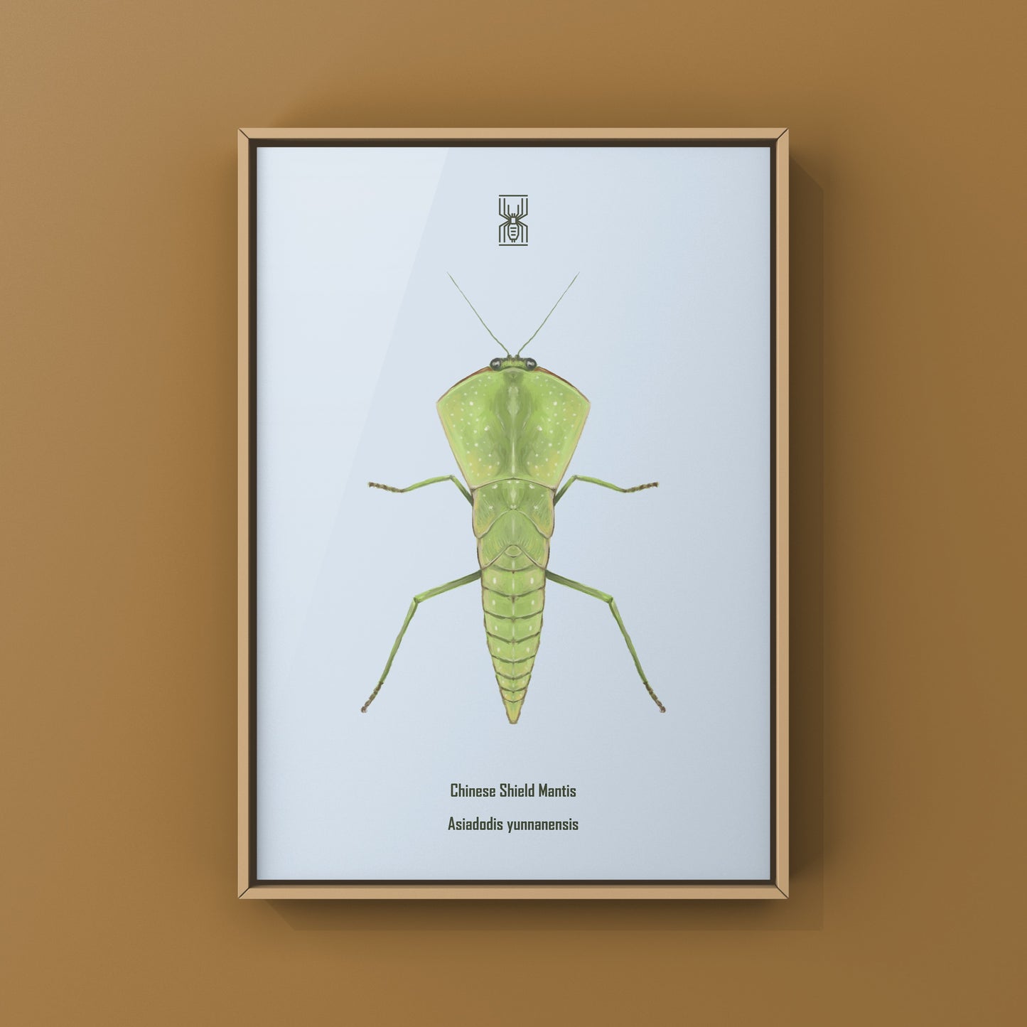 Chinese Shield Mantis, Asiadodis Yunnanensis, Photographic Art Print from The Silk Ranch