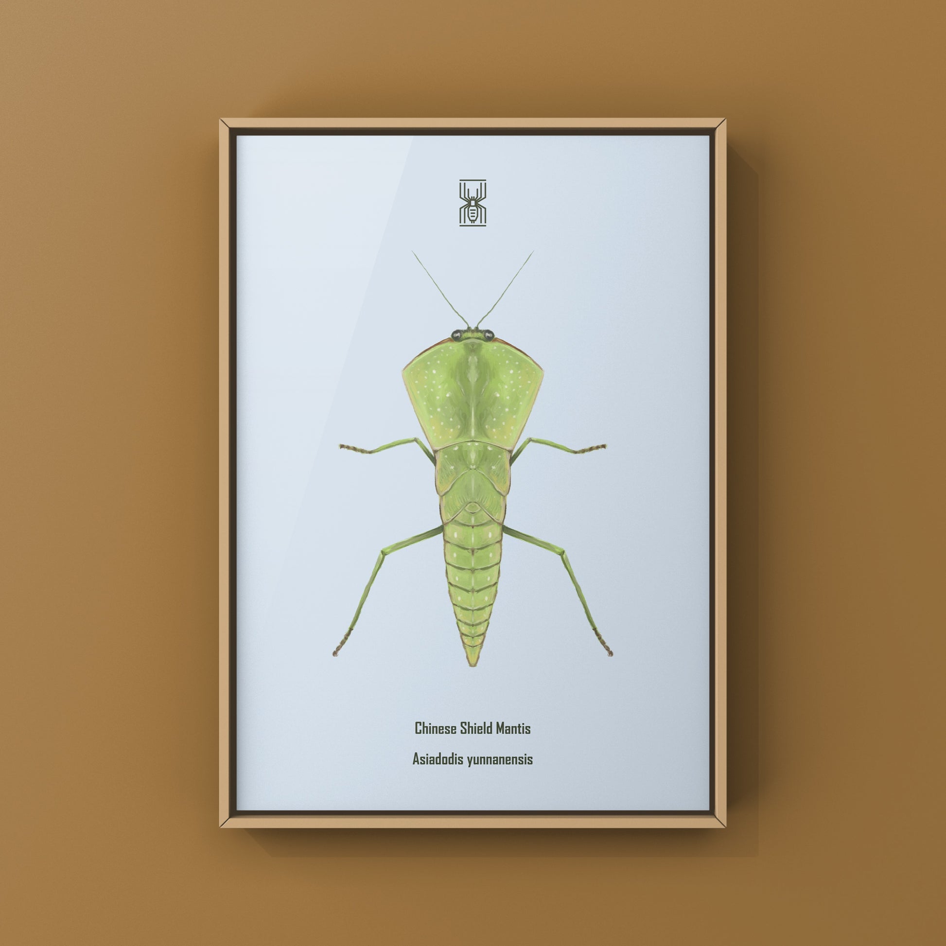 Chinese Shield Mantis, Asiadodis Yunnanensis, Photographic Art Print from The Silk Ranch