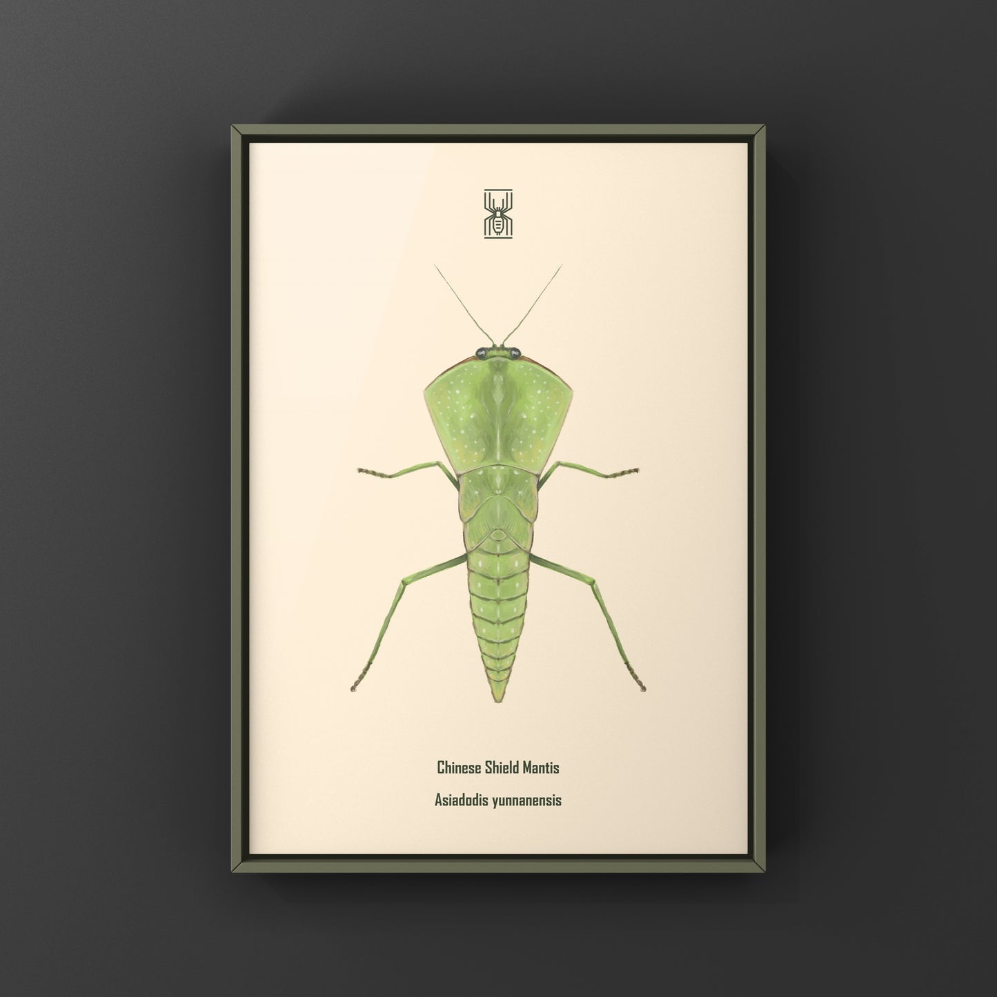 Chinese Shield Mantis, Asiadodis Yunnanensis, Photographic Art Print from The Silk Ranch