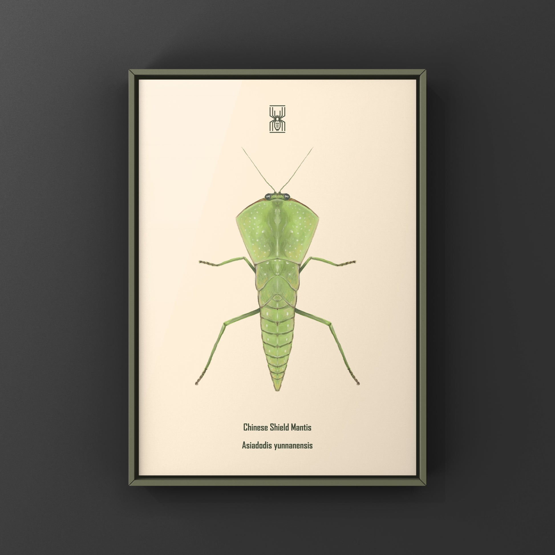 Chinese Shield Mantis, Asiadodis Yunnanensis, Photographic Art Print from The Silk Ranch