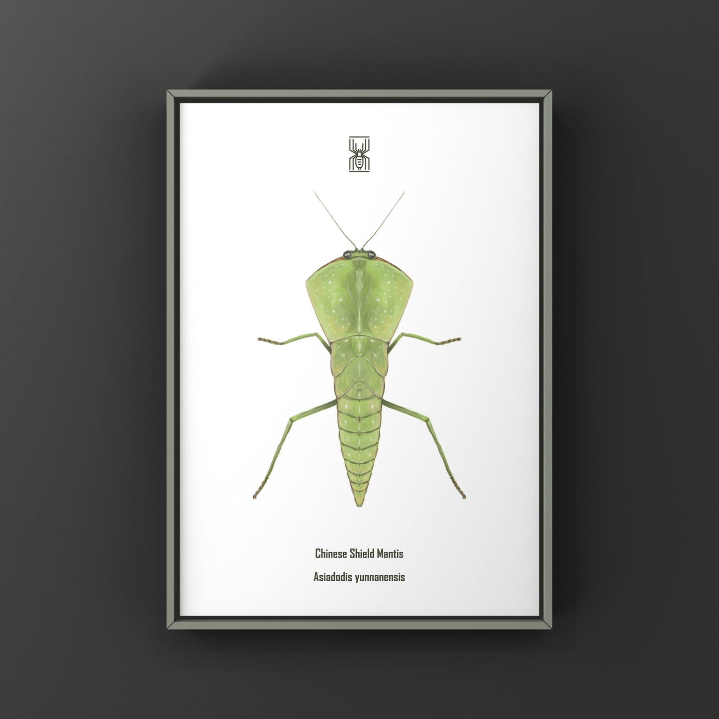 Chinese Shield Mantis, Asiadodis Yunnanensis, Photographic Art Print from The Silk Ranch